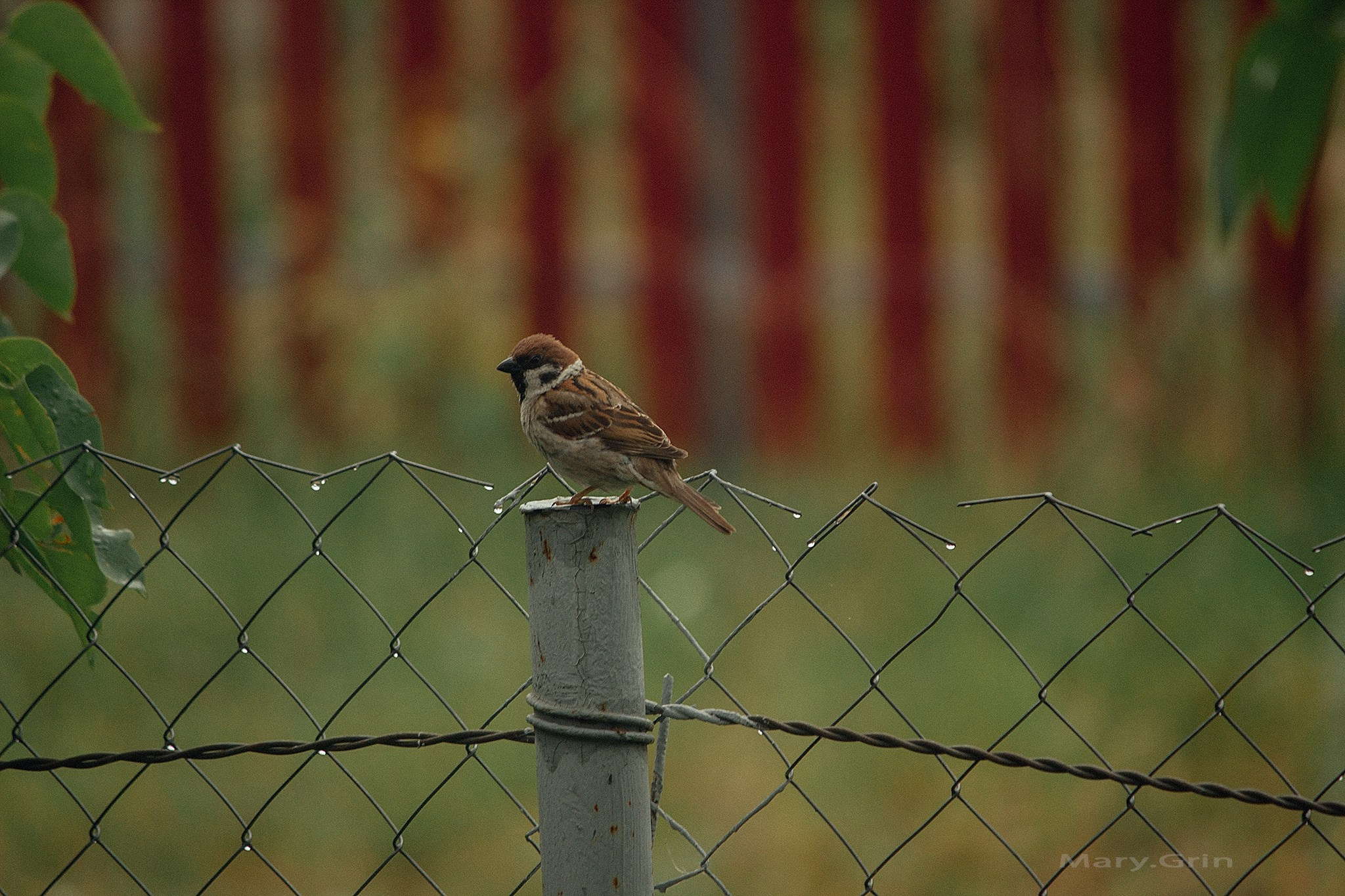 Русская деревня. Детский и семейный фотограф, фотограф мероприятий Нижний Новгород