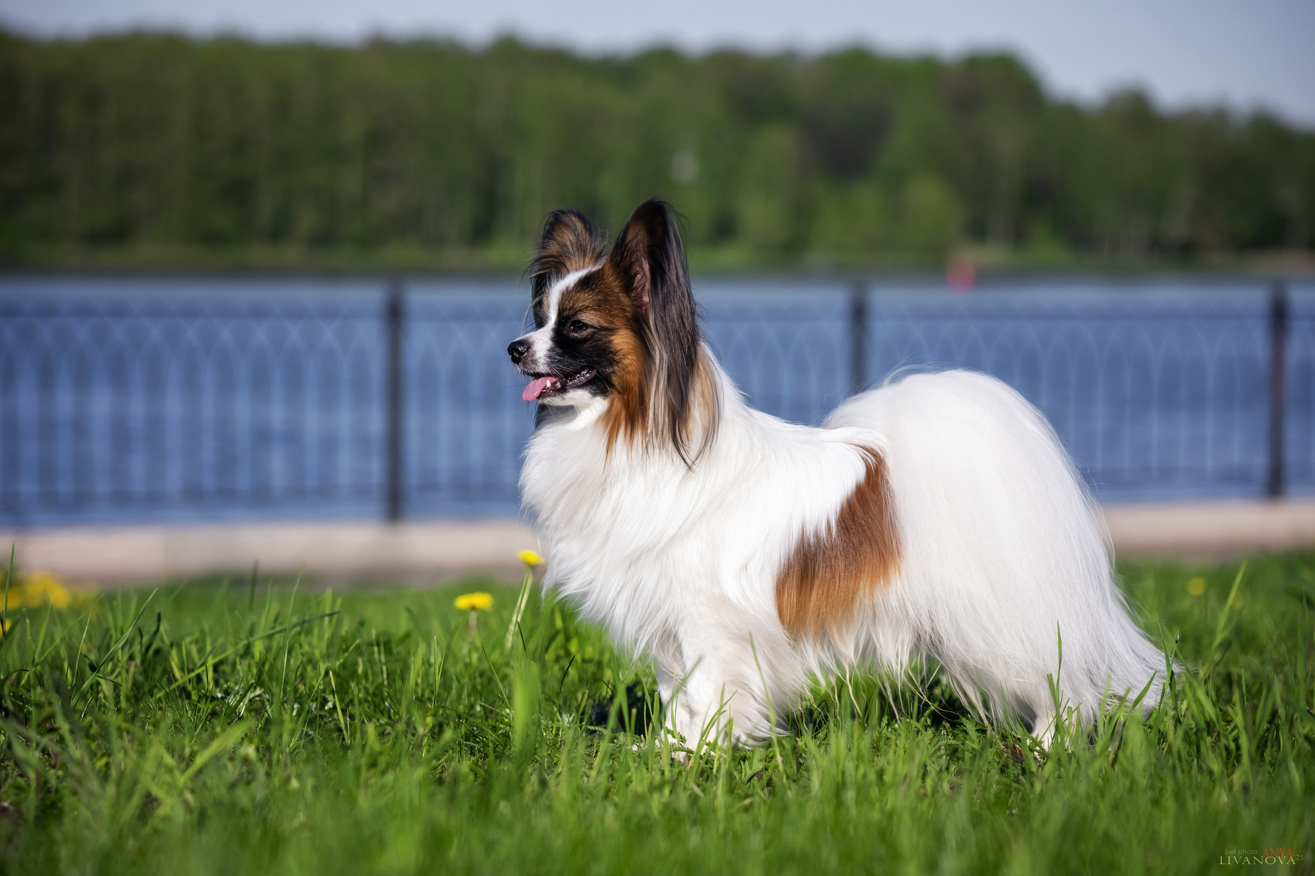 Хьюстон. Фотограф анималист Аня Ливанова | Рыбинск