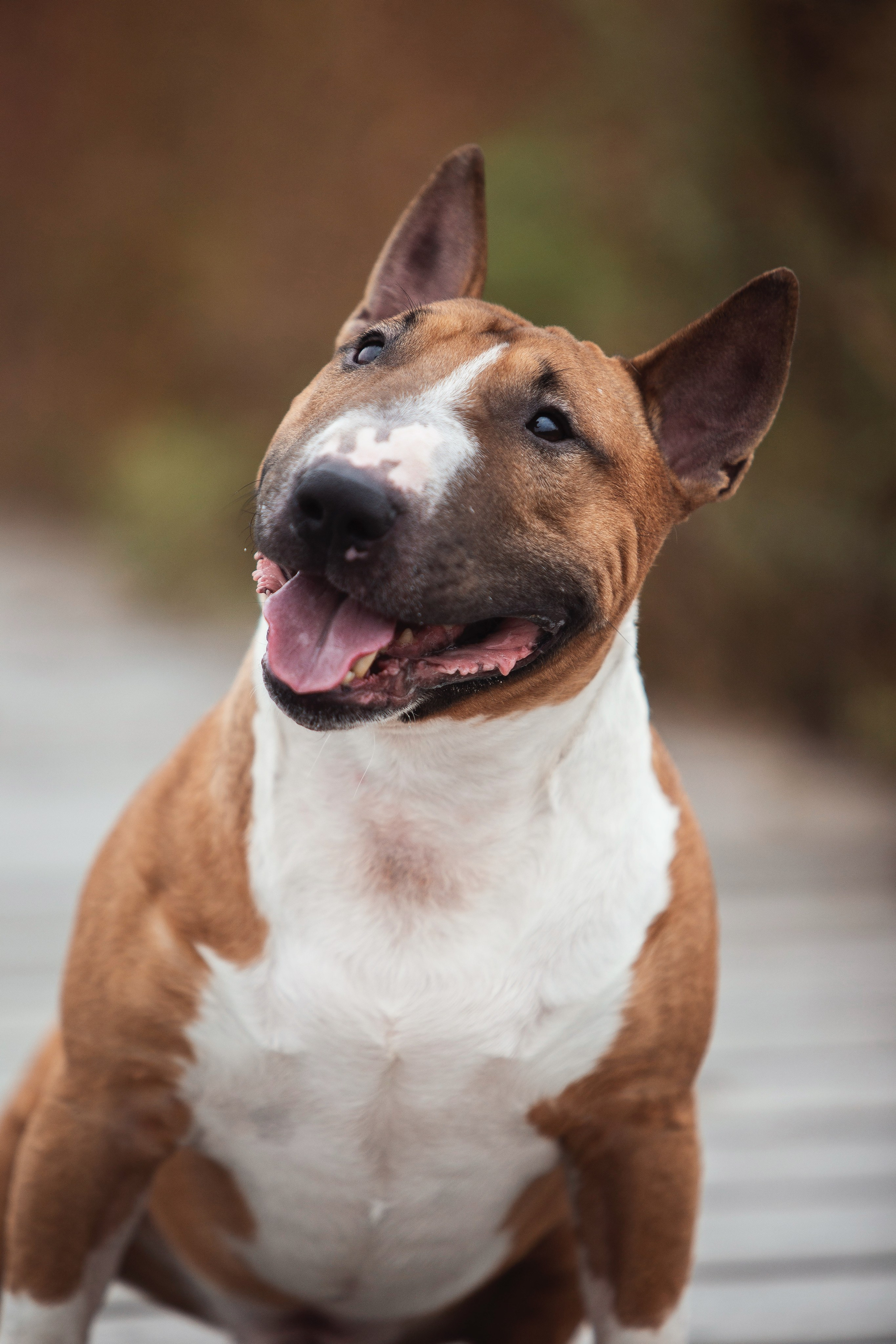 Экстерьерная Съёмка. Семейный фотограф анималист г. Находка