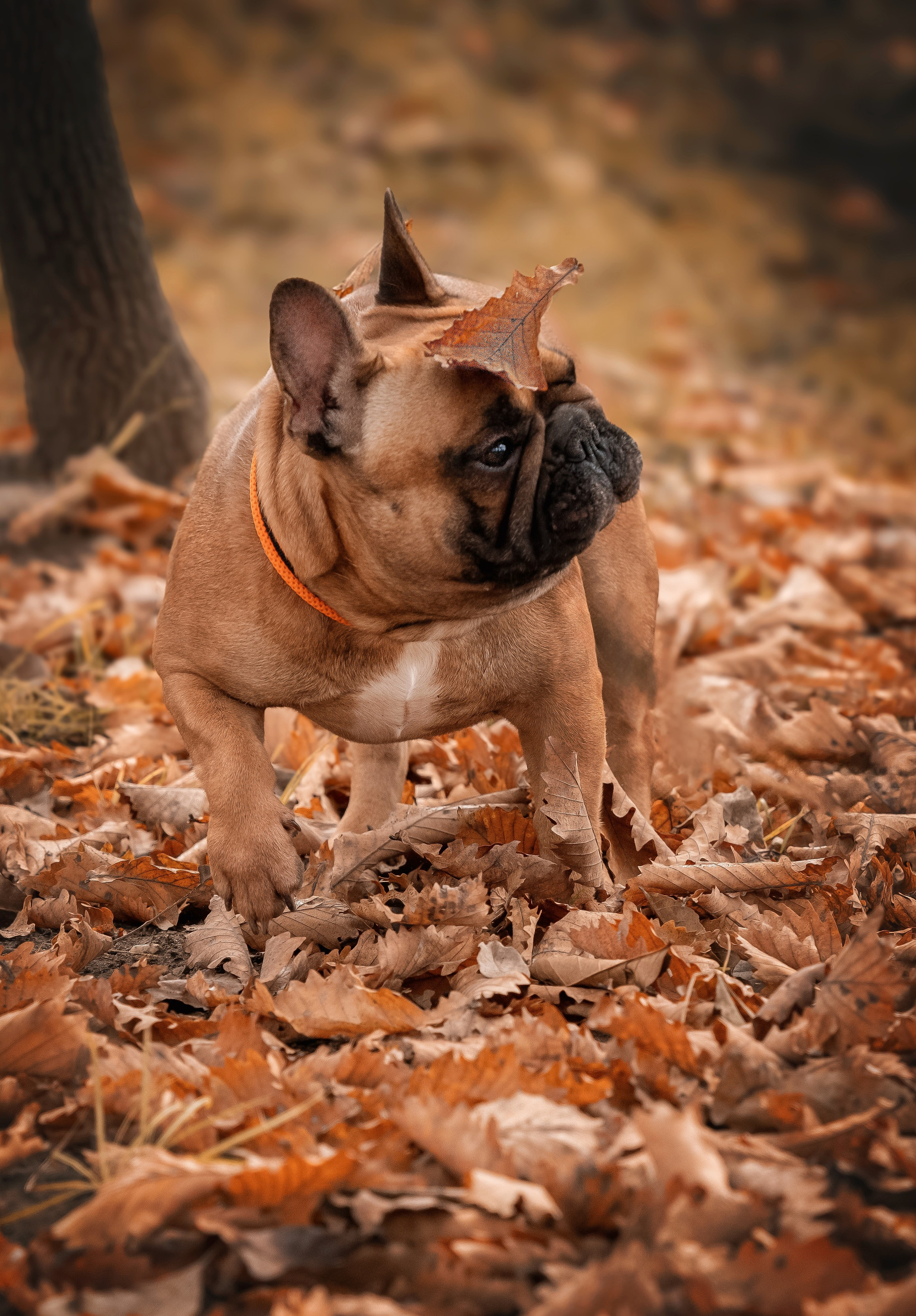 «Булочный» Фото день. Семейный фотограф анималист г. Находка