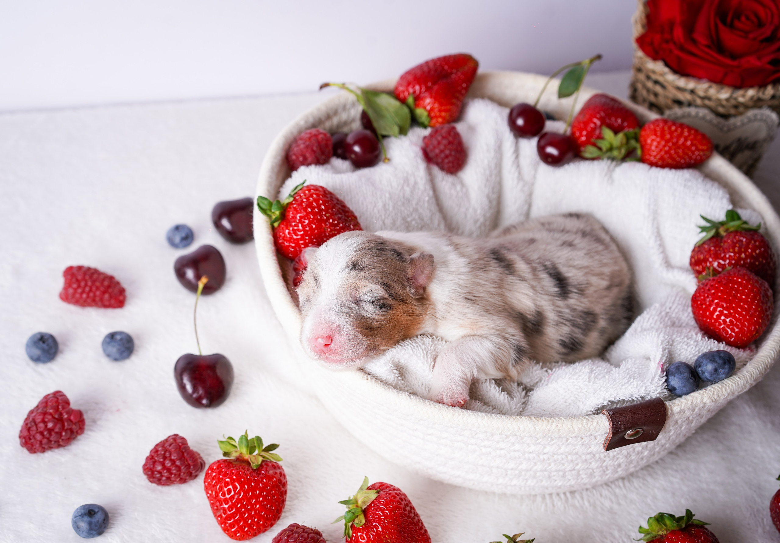 Щенки аусси. Фотограф-анималист в Санкт-Петербурге Яна Мартынова