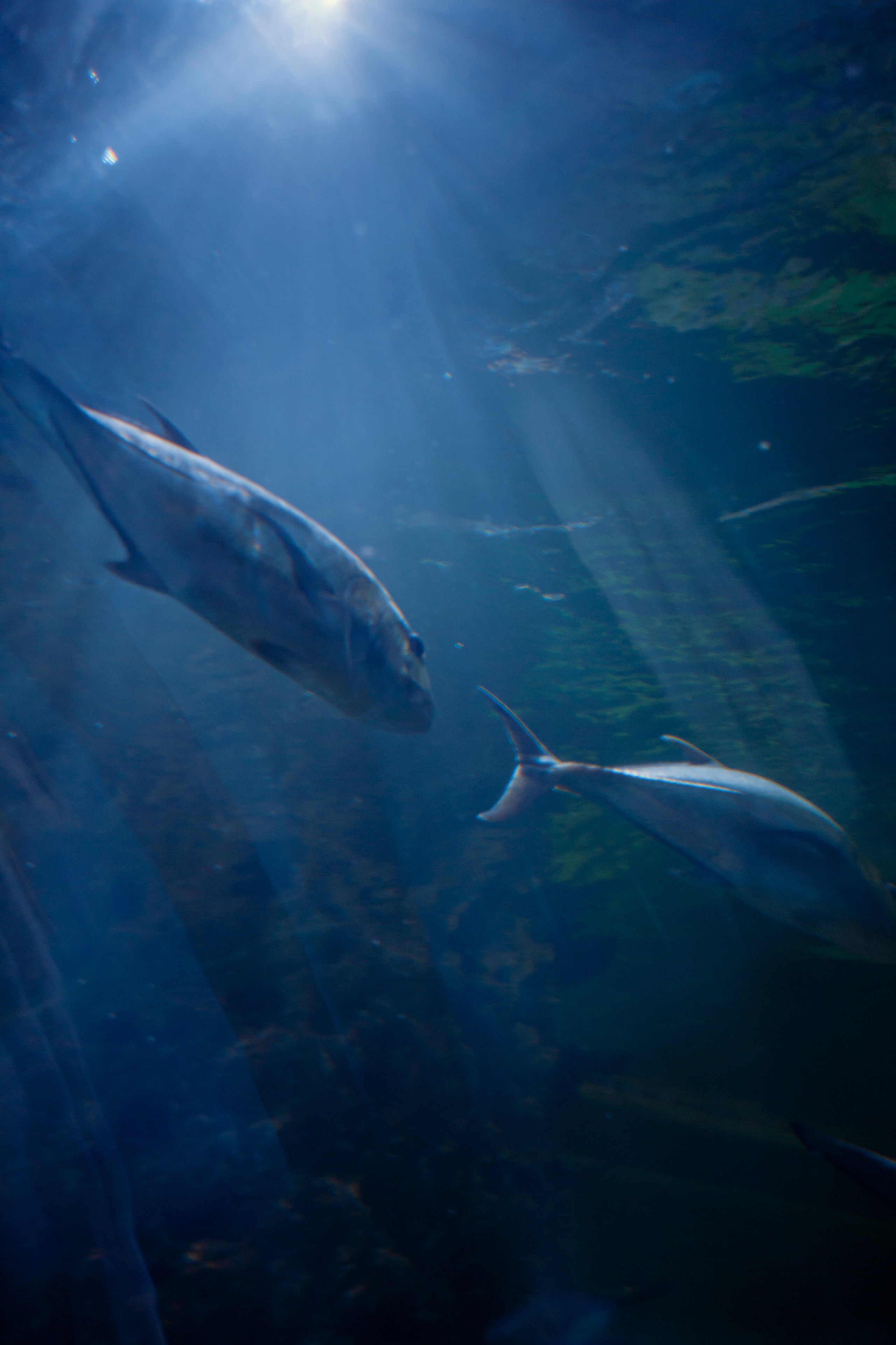 Пушкарь Валерия Фотограф Москва/Зеленоград