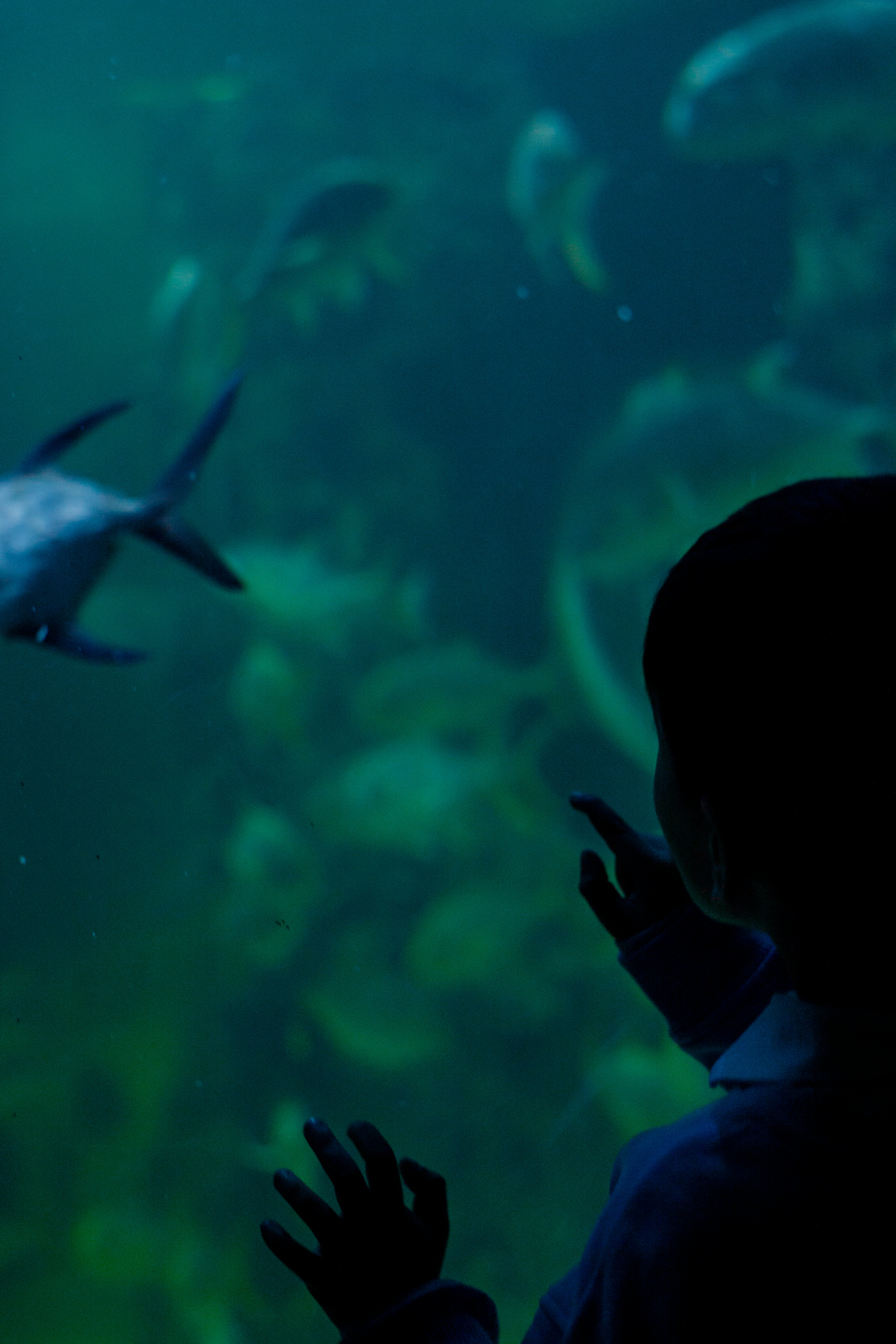 Пушкарь Валерия Фотограф Москва/Зеленоград