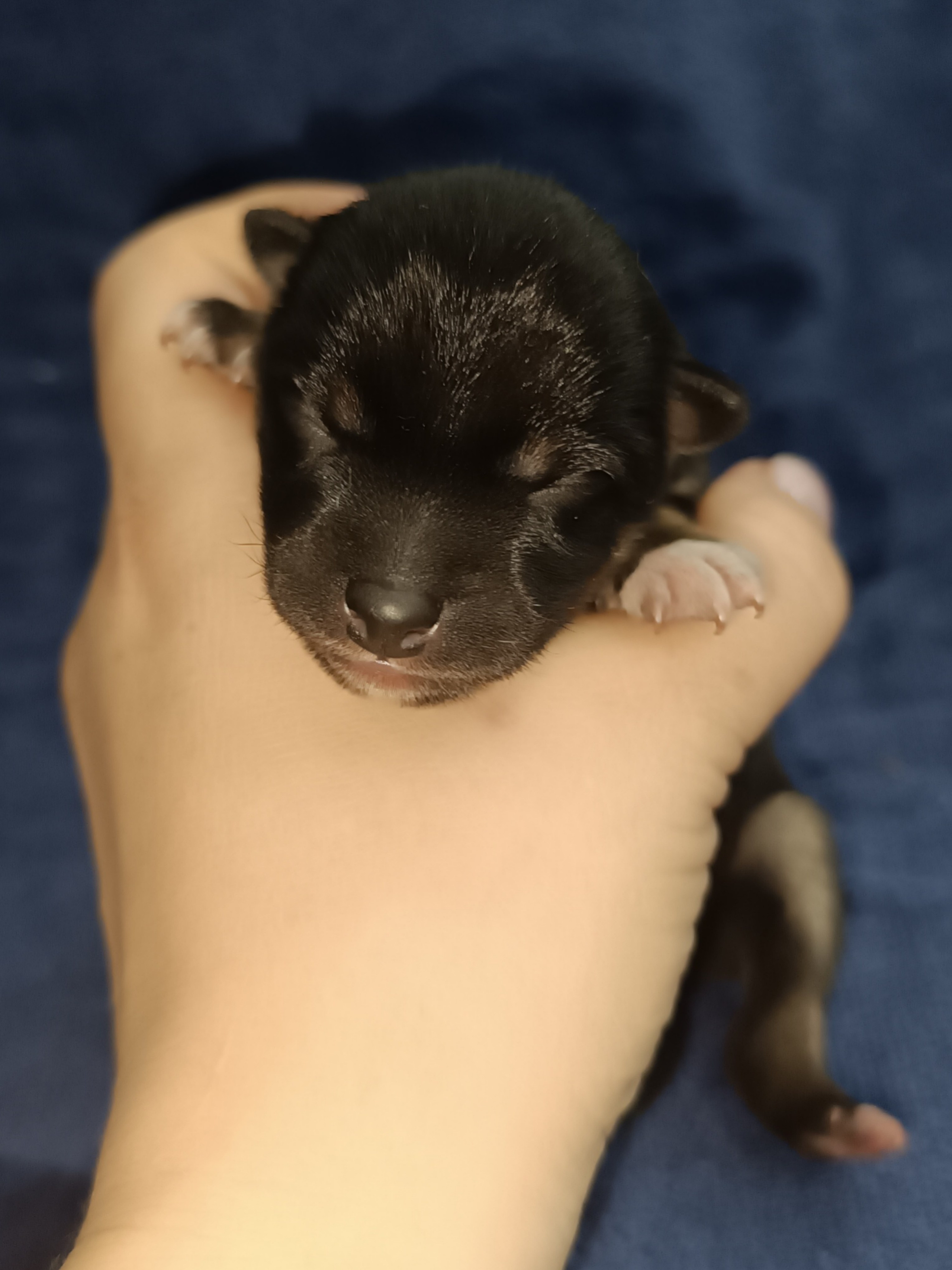 сиба питомник Рубилайт щенки на продажу rubylight  сиба щенки купить СПб Санкт-Петербург 