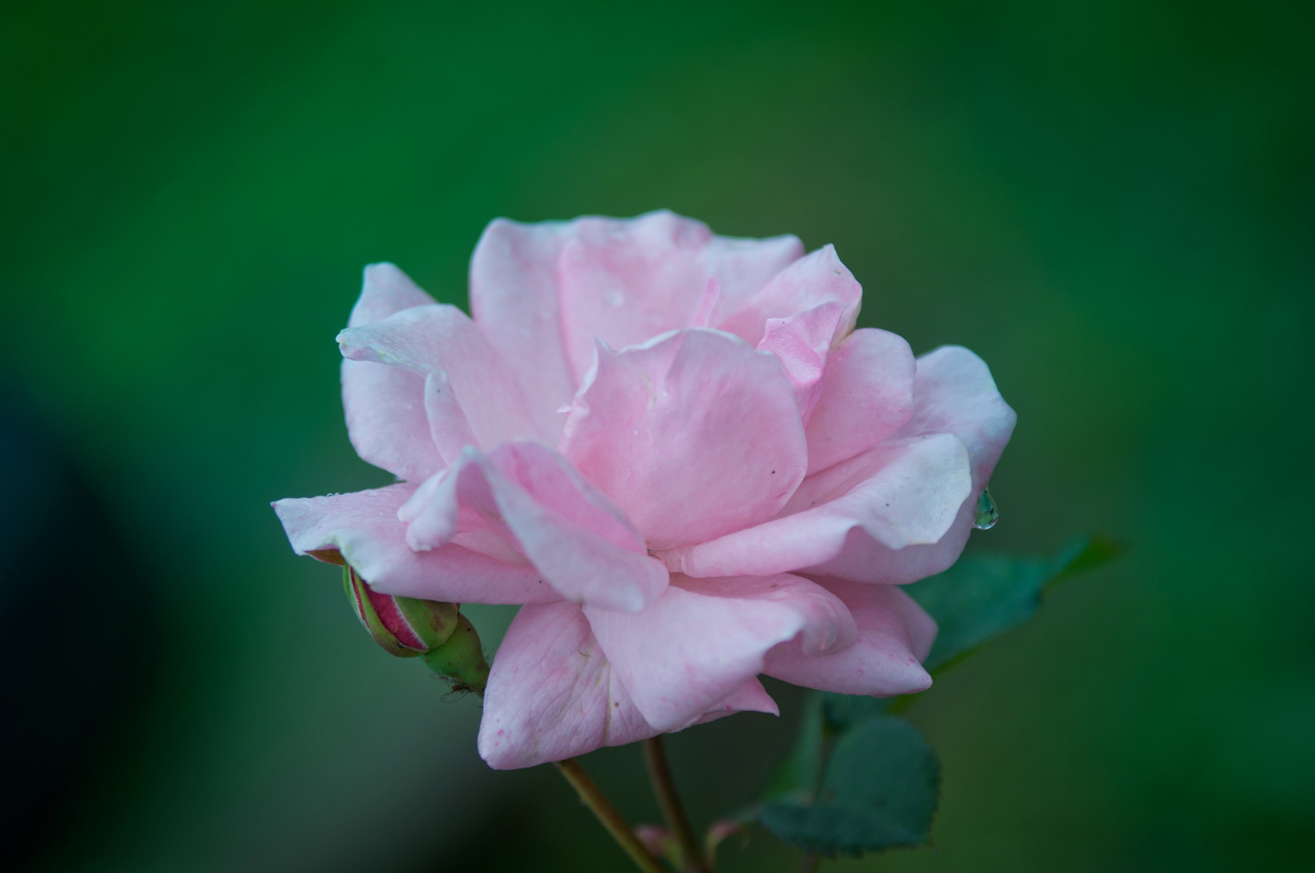 Природа. Фотограф в Санкт-Петербурге