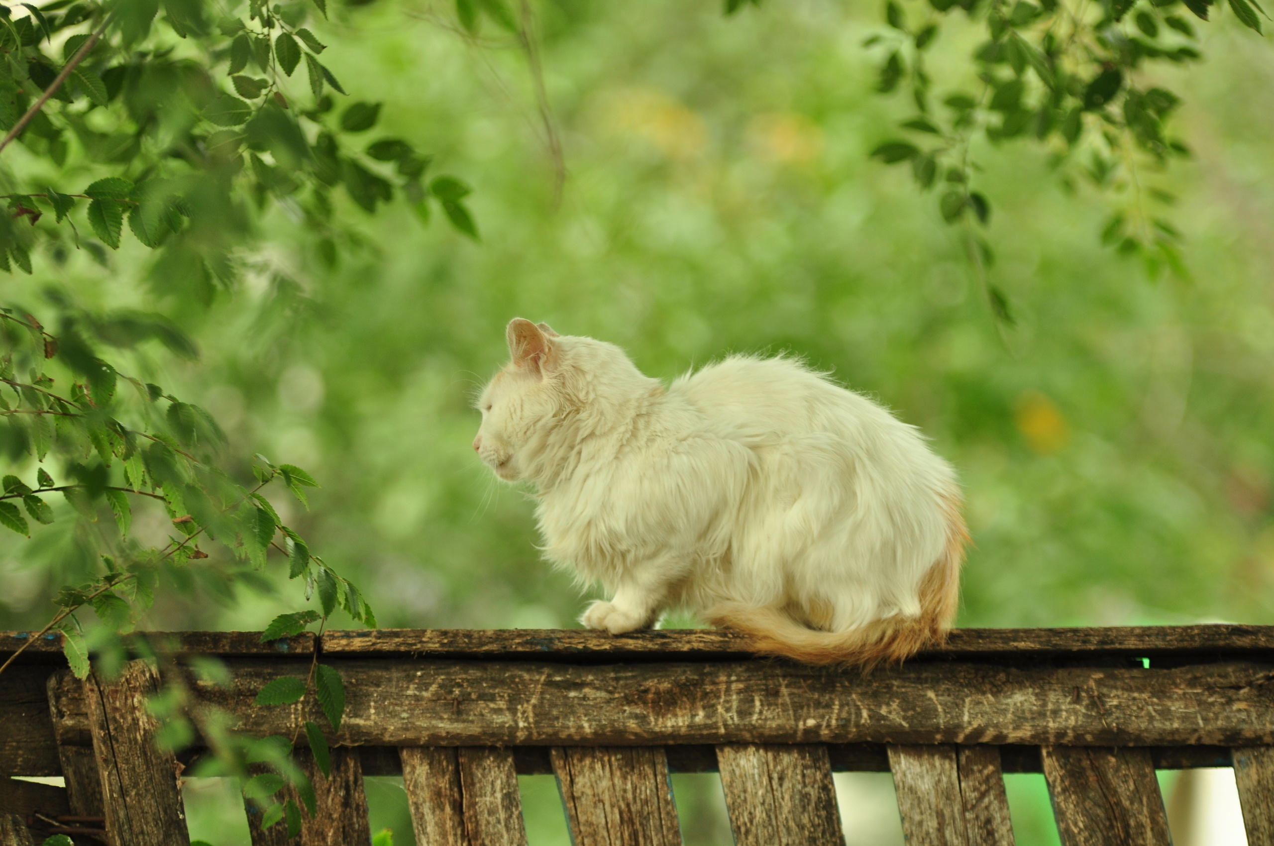 Природа. Фотограф в Санкт-Петербурге