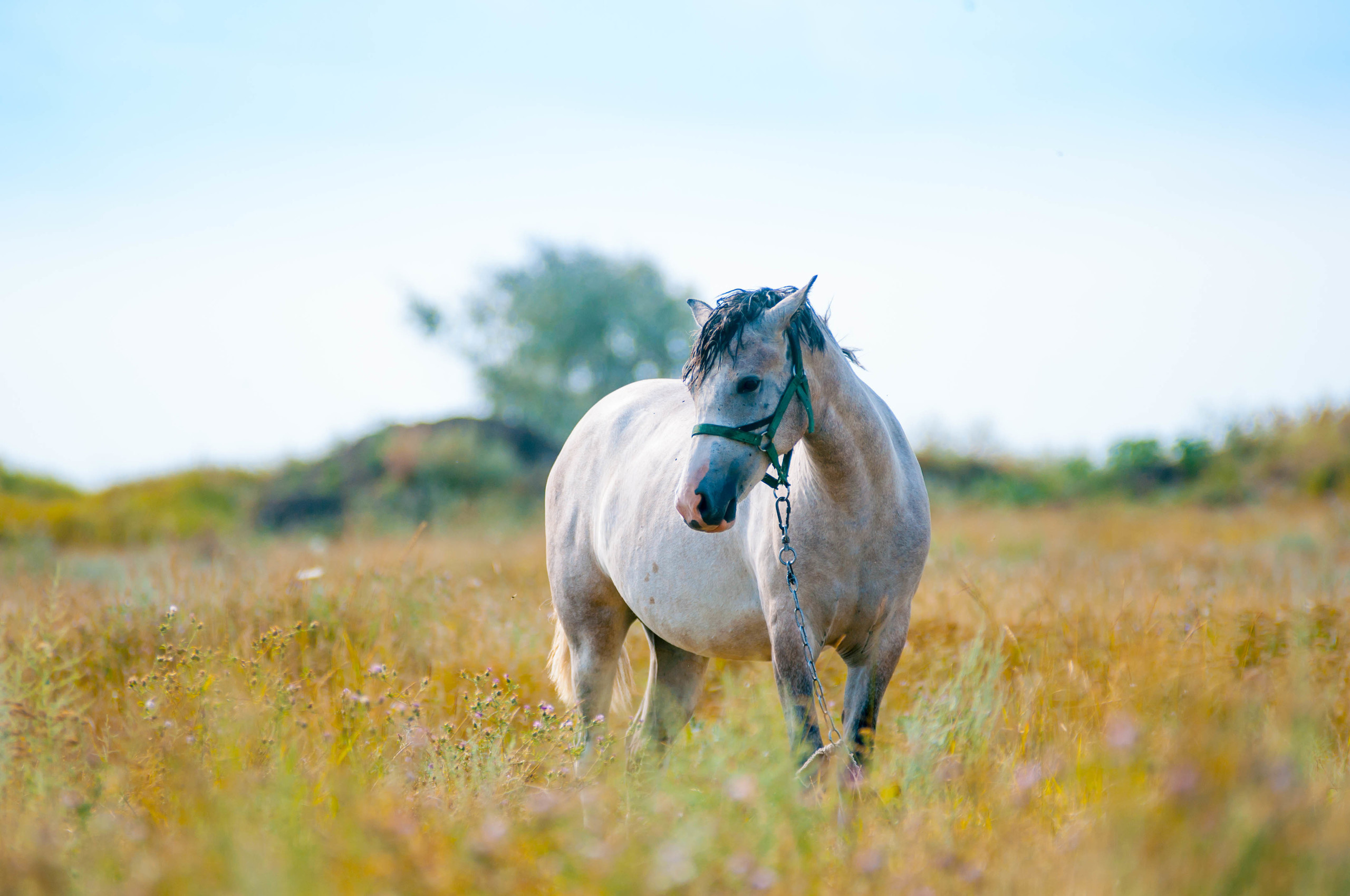 Природа. Фотограф в Санкт-Петербурге