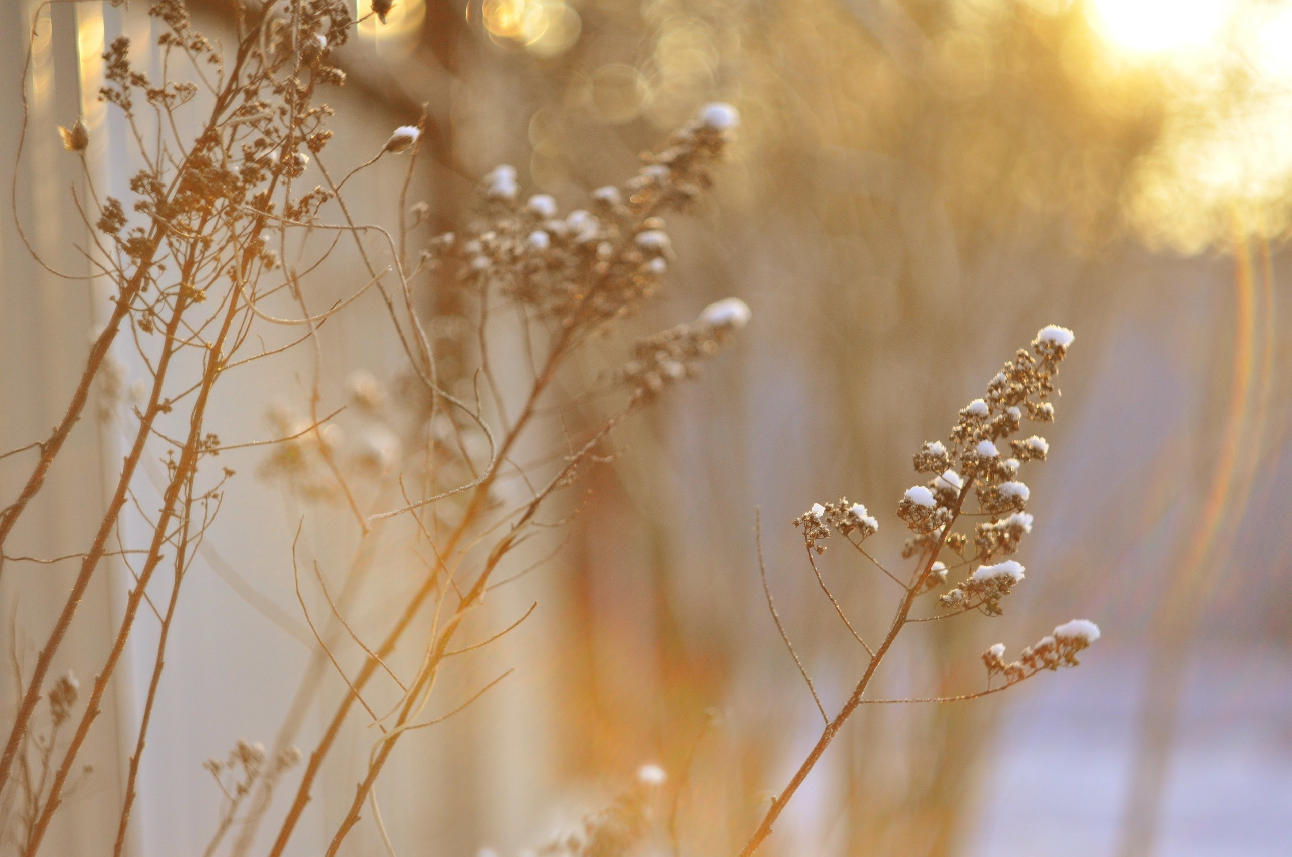 Природа. Фотограф в Санкт-Петербурге