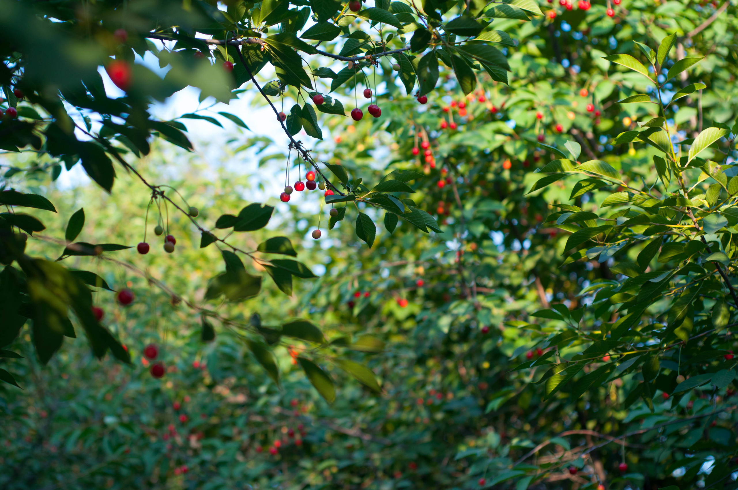 Природа. Фотограф в Санкт-Петербурге