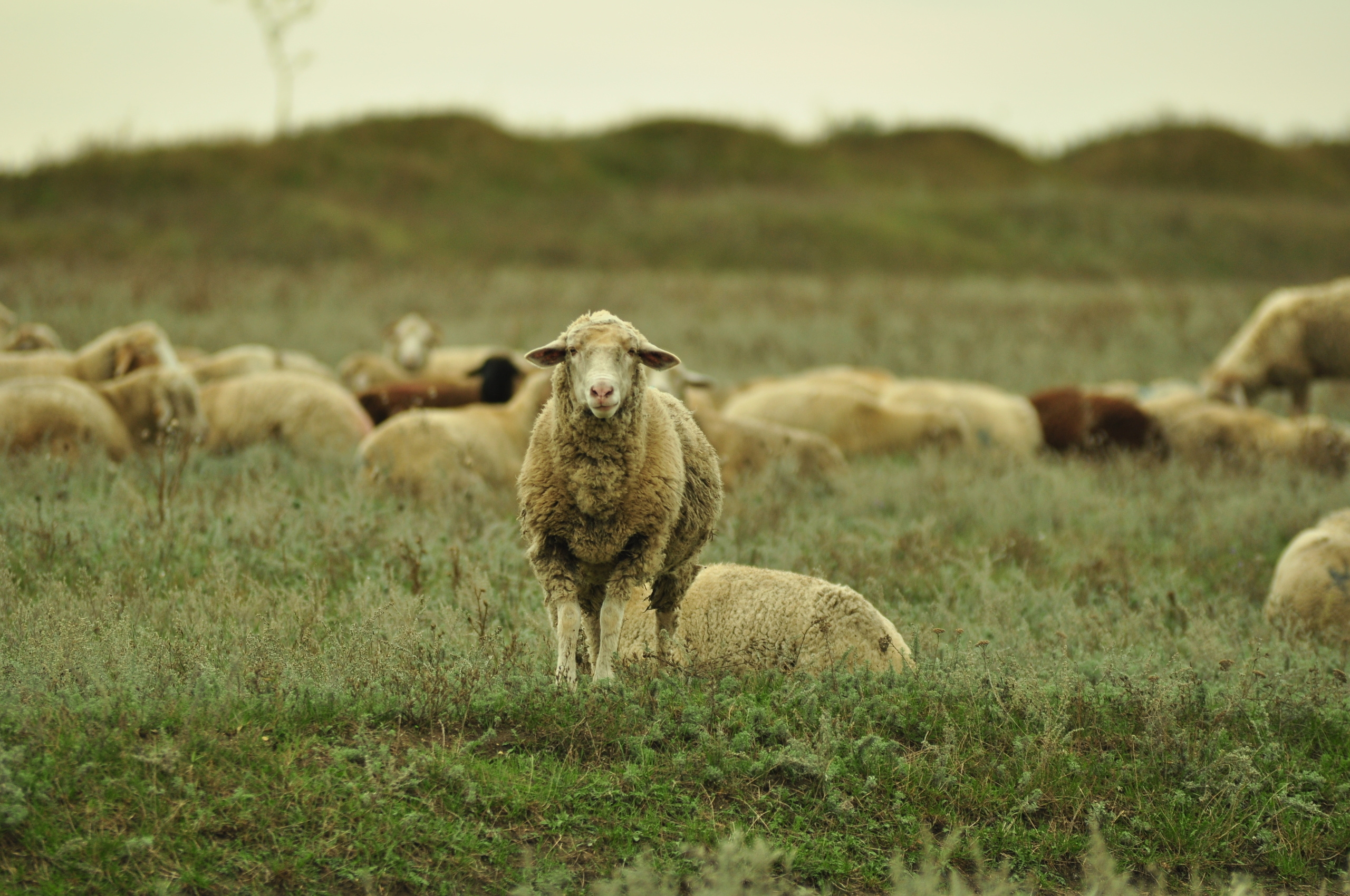 Природа. Фотограф в Санкт-Петербурге