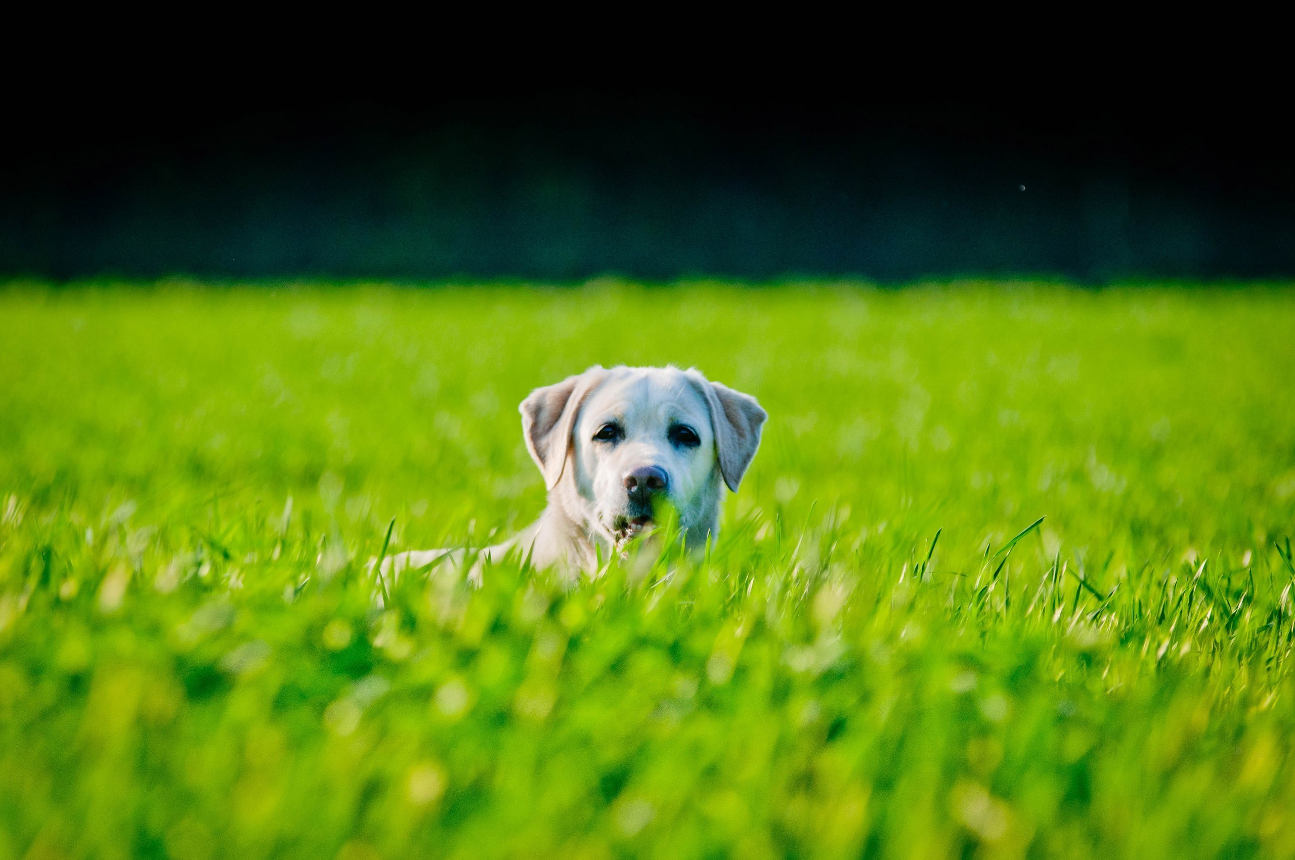 Природа. Фотограф в Санкт-Петербурге