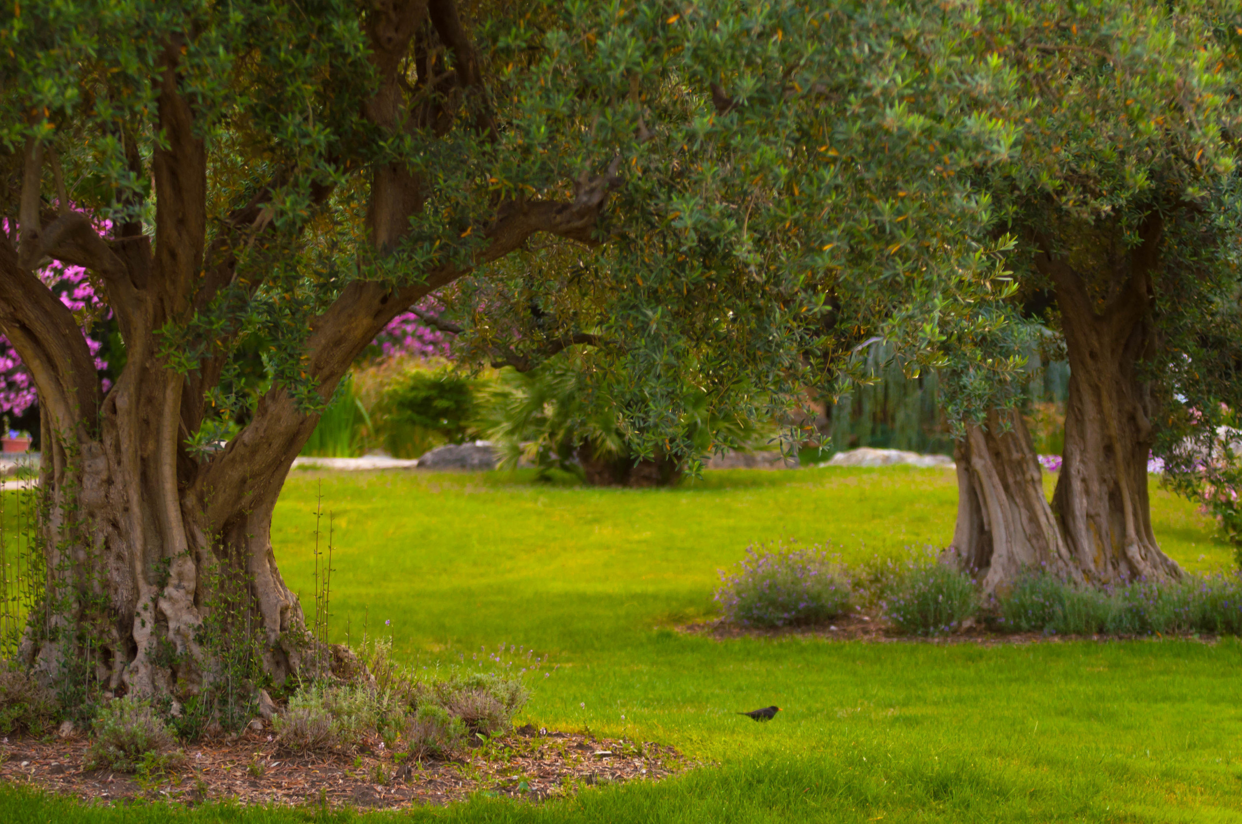 Природа. Фотограф в Санкт-Петербурге