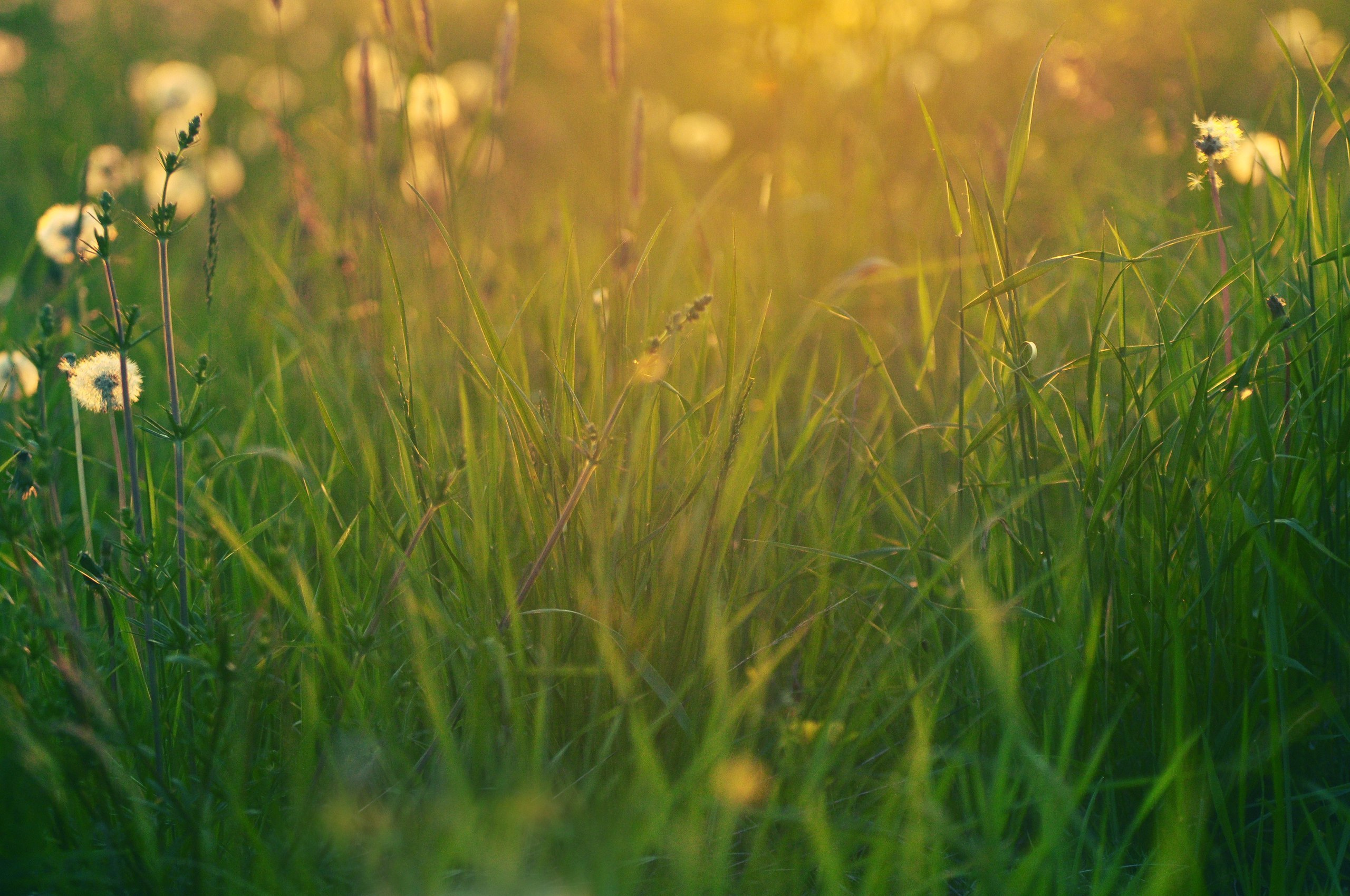 Природа. Фотограф в Санкт-Петербурге