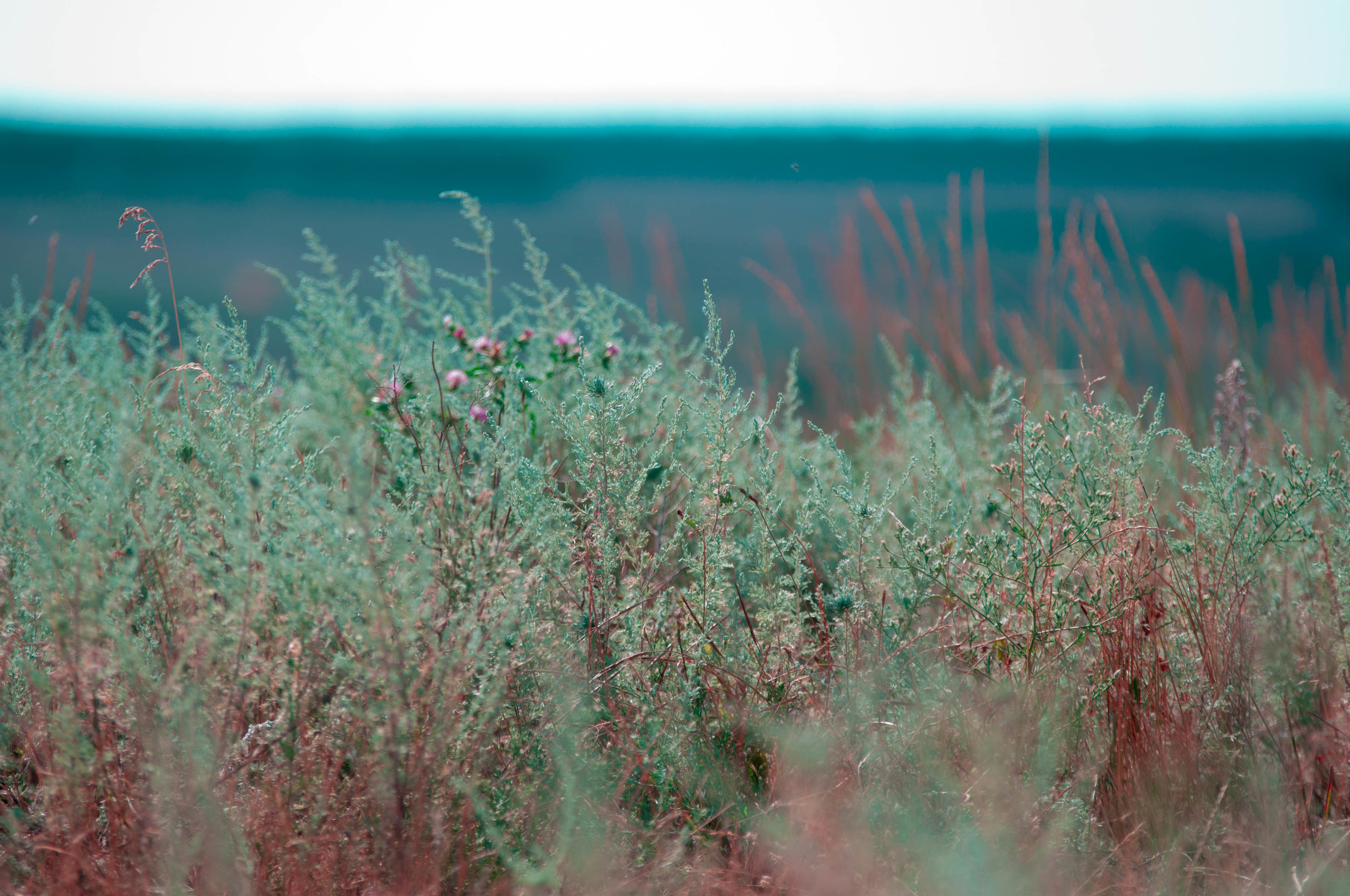 Природа. Фотограф в Санкт-Петербурге