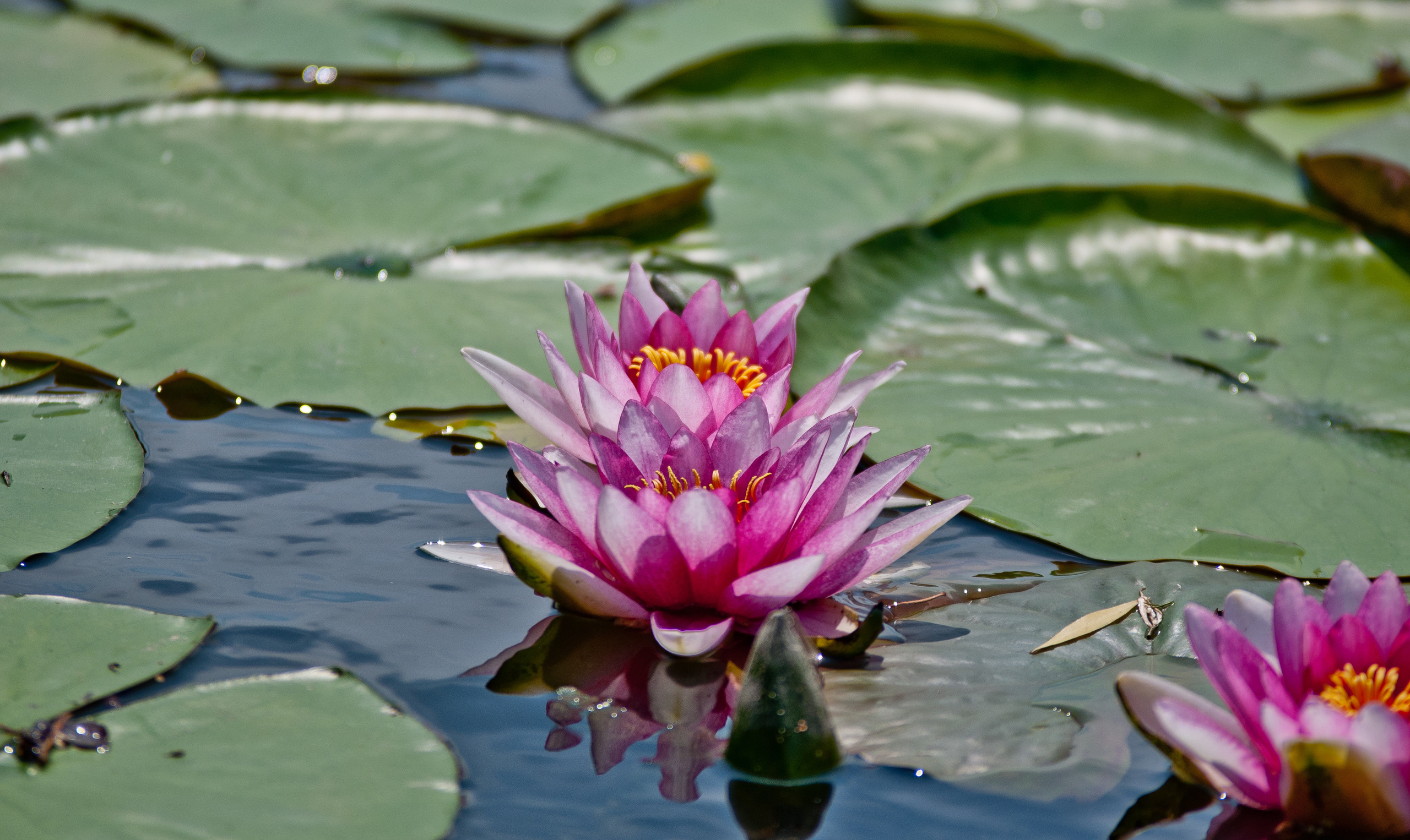 Природа. Фотограф в Санкт-Петербурге