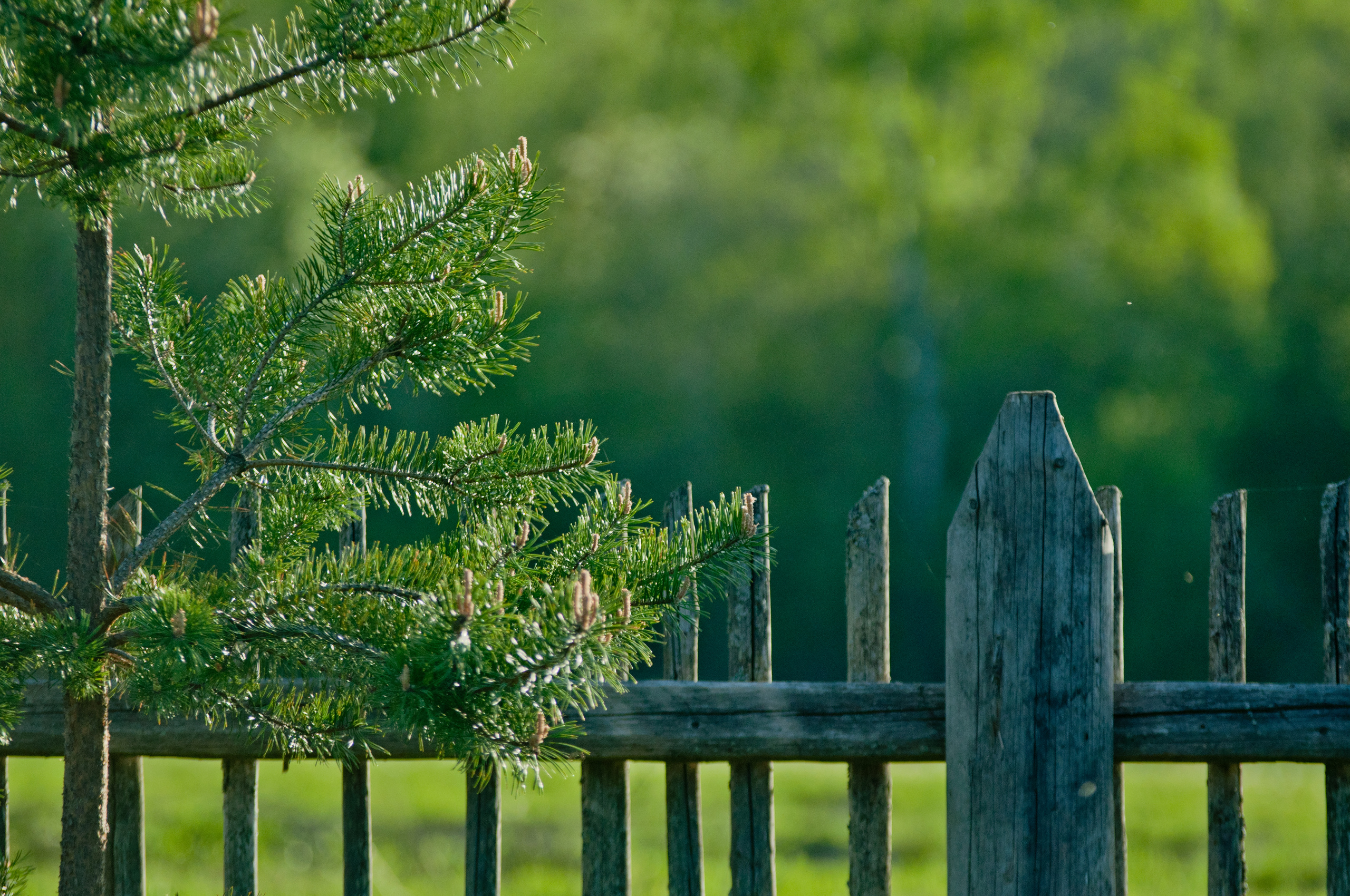 Природа. Фотограф в Санкт-Петербурге