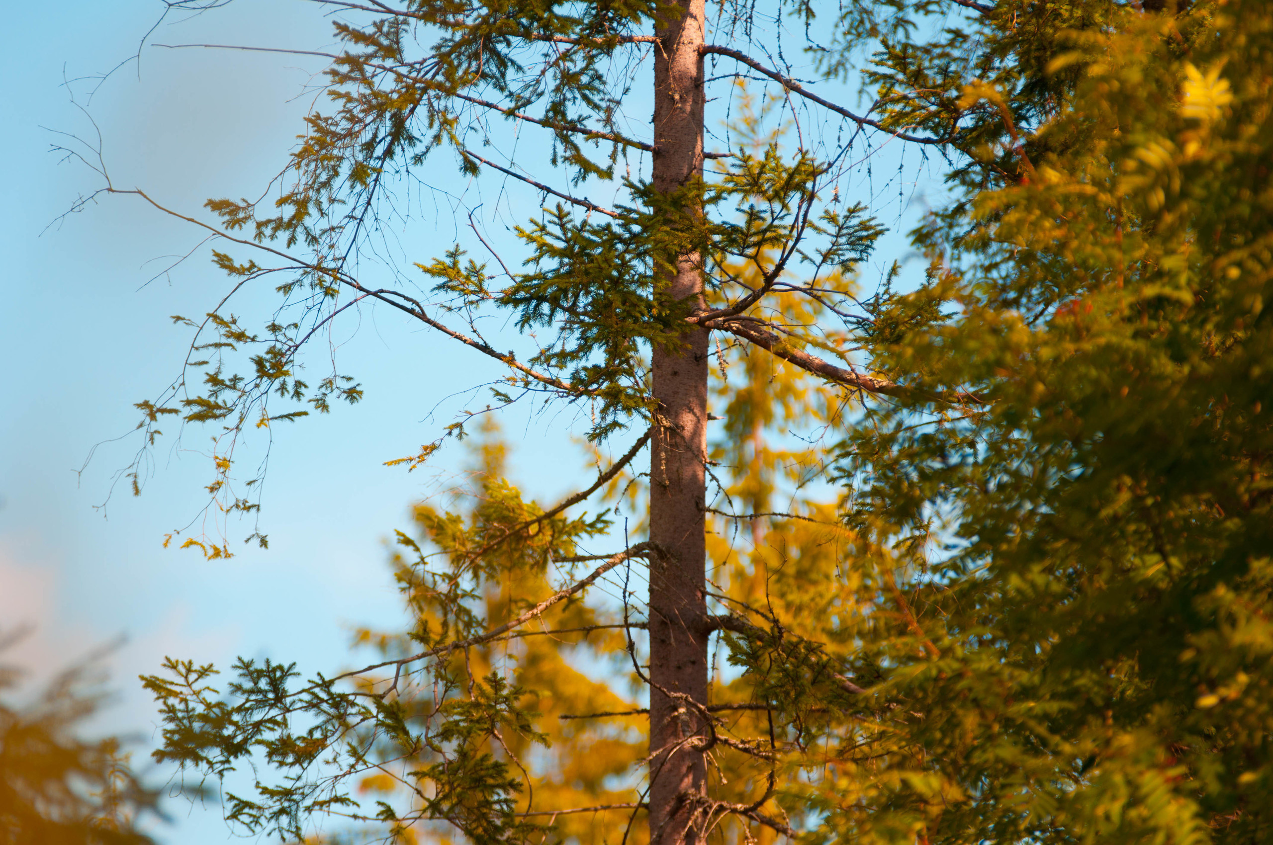 Природа. Фотограф в Санкт-Петербурге