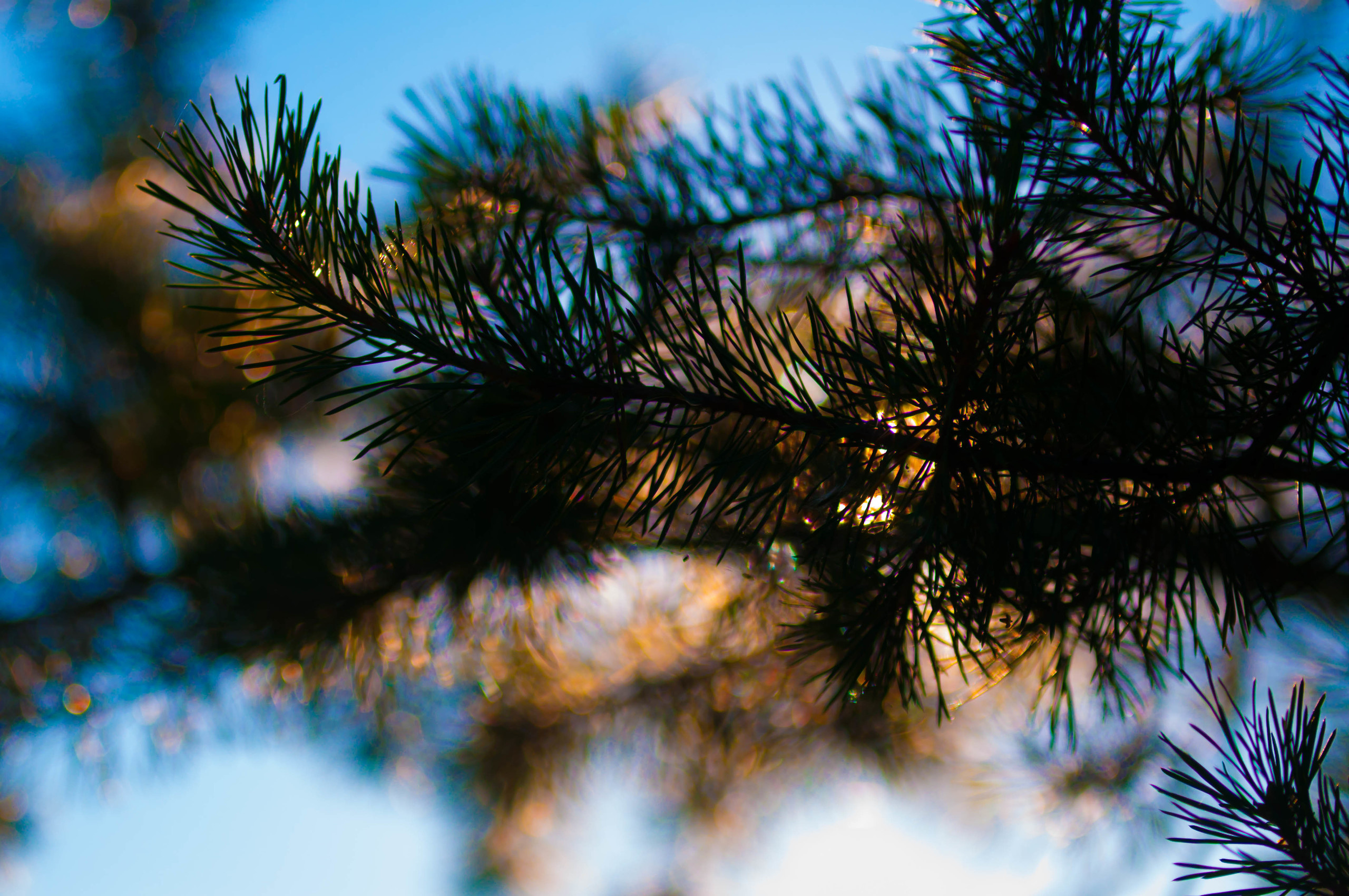 Природа. Фотограф в Санкт-Петербурге