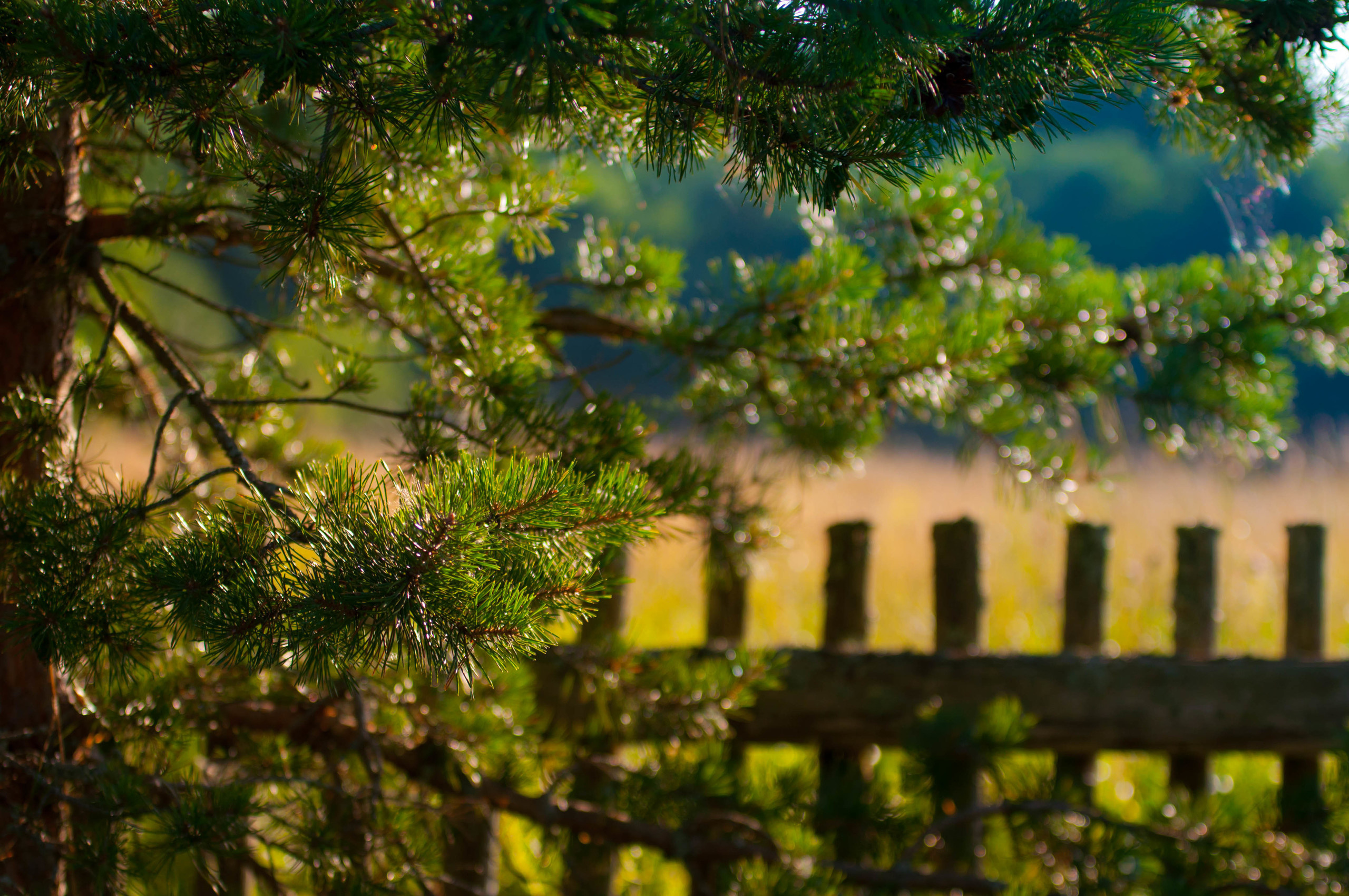 Природа. Фотограф в Санкт-Петербурге