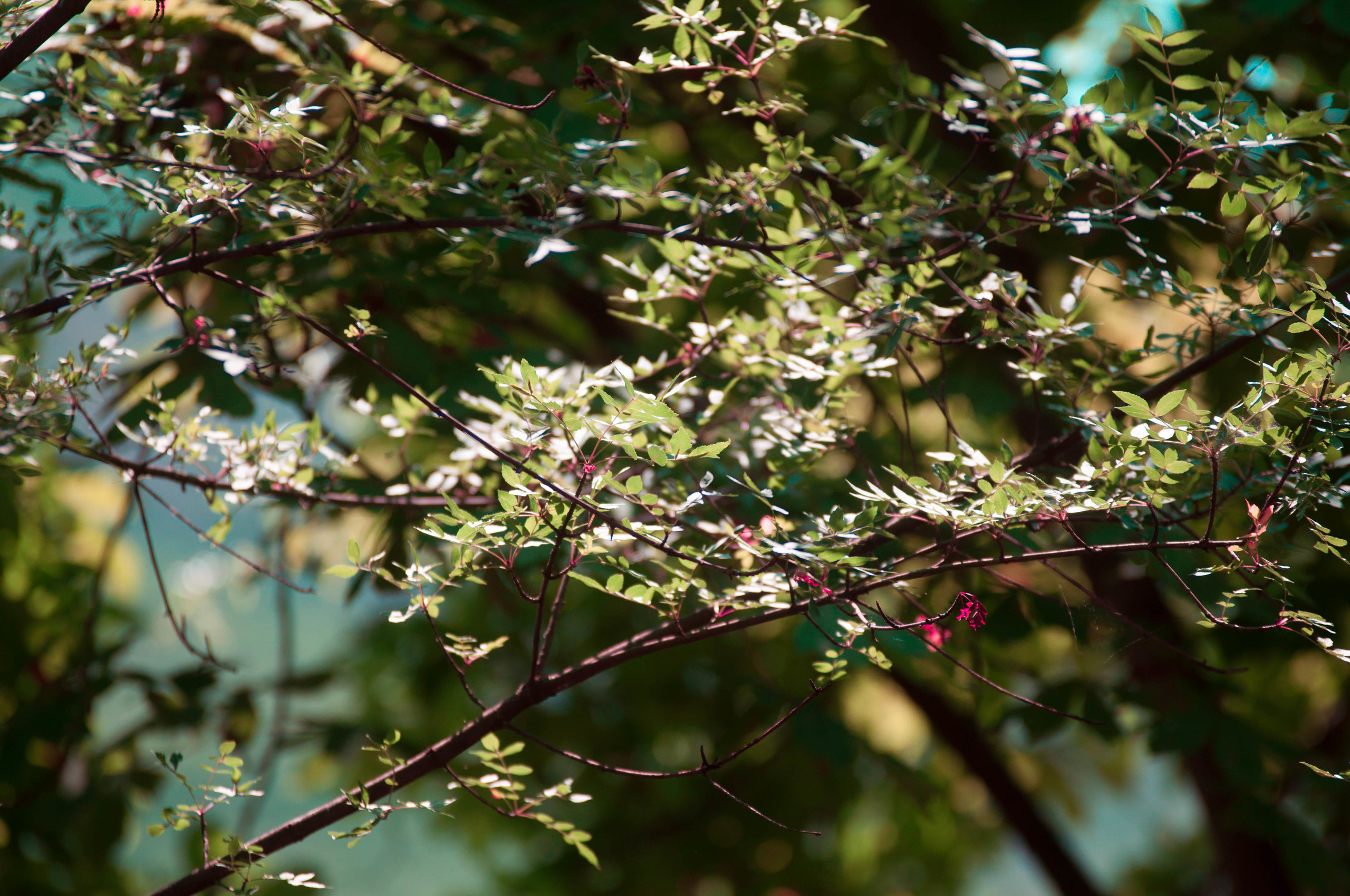 Природа. Фотограф в Санкт-Петербурге
