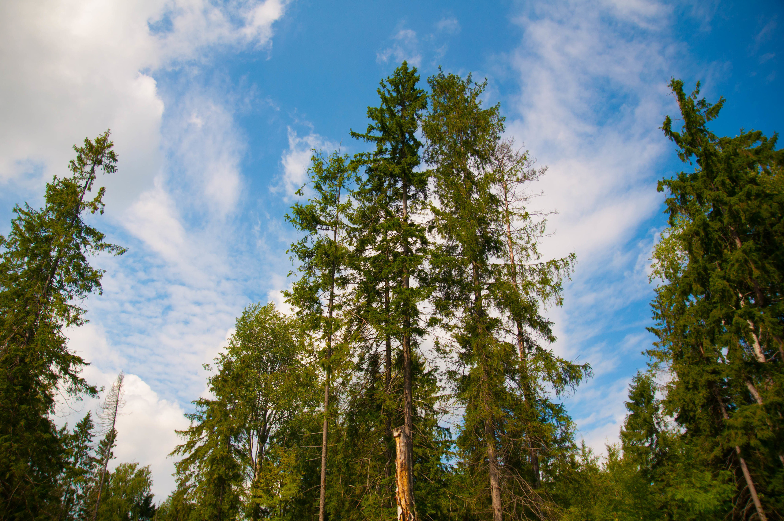 Природа. Фотограф в Санкт-Петербурге
