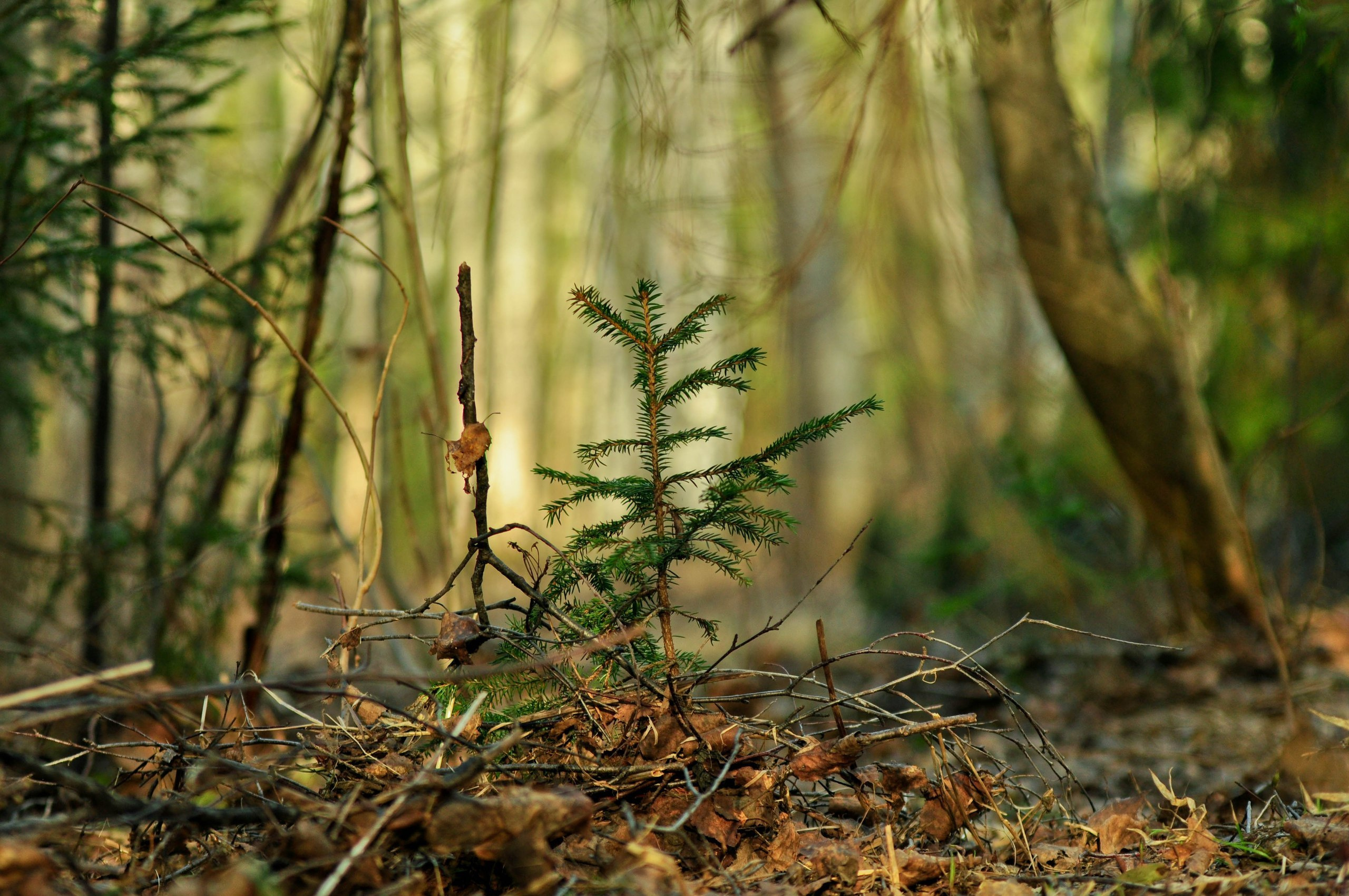 Природа. Фотограф в Санкт-Петербурге