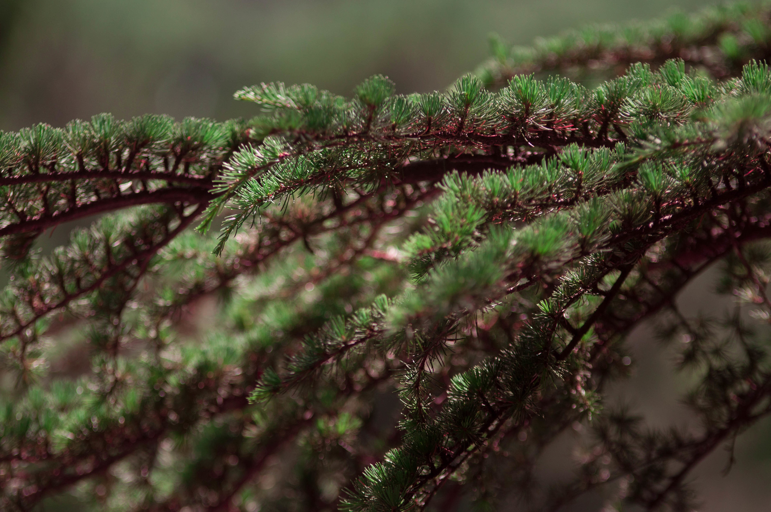 Природа. Фотограф в Санкт-Петербурге