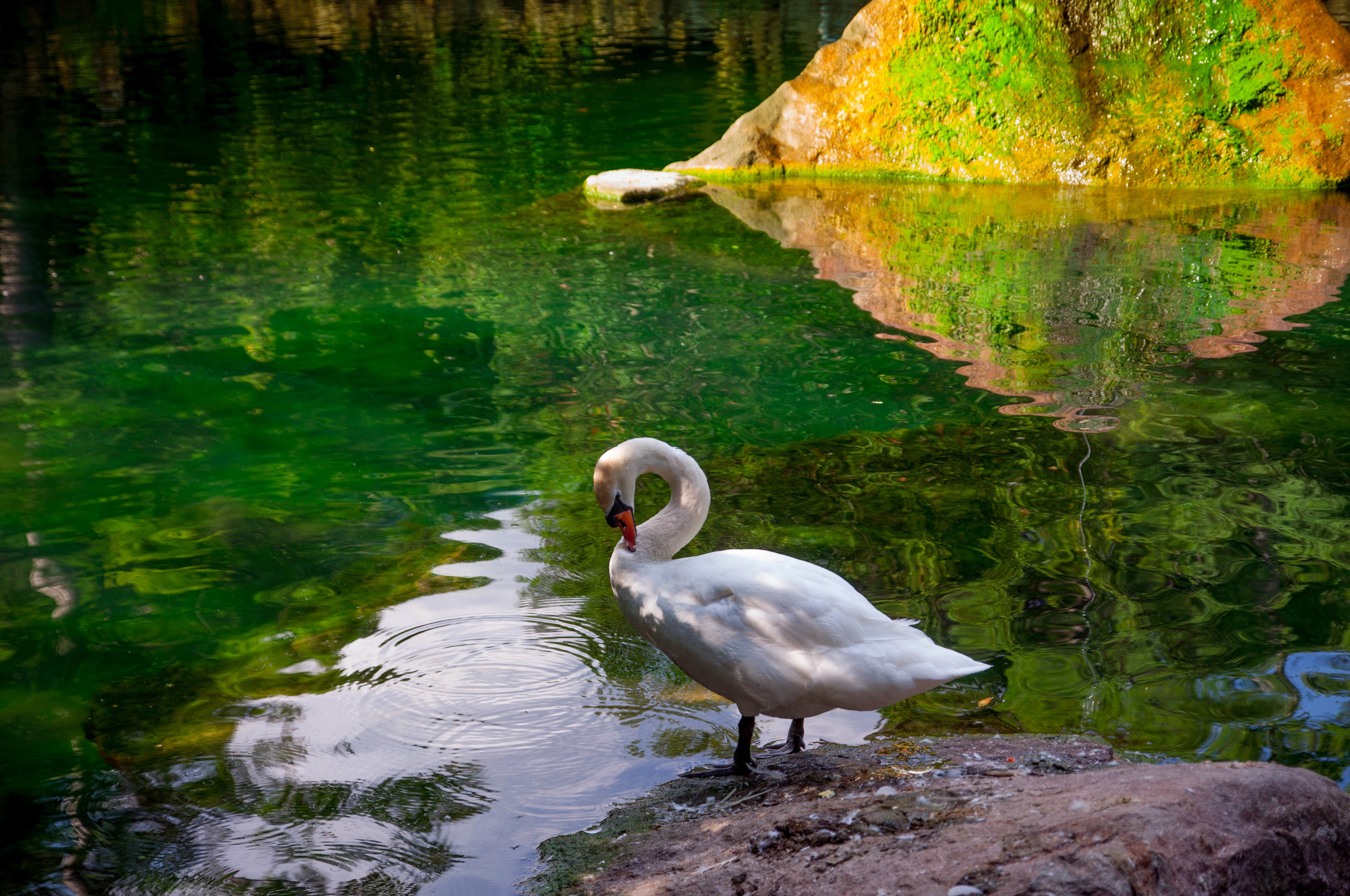 Природа. Фотограф в Санкт-Петербурге