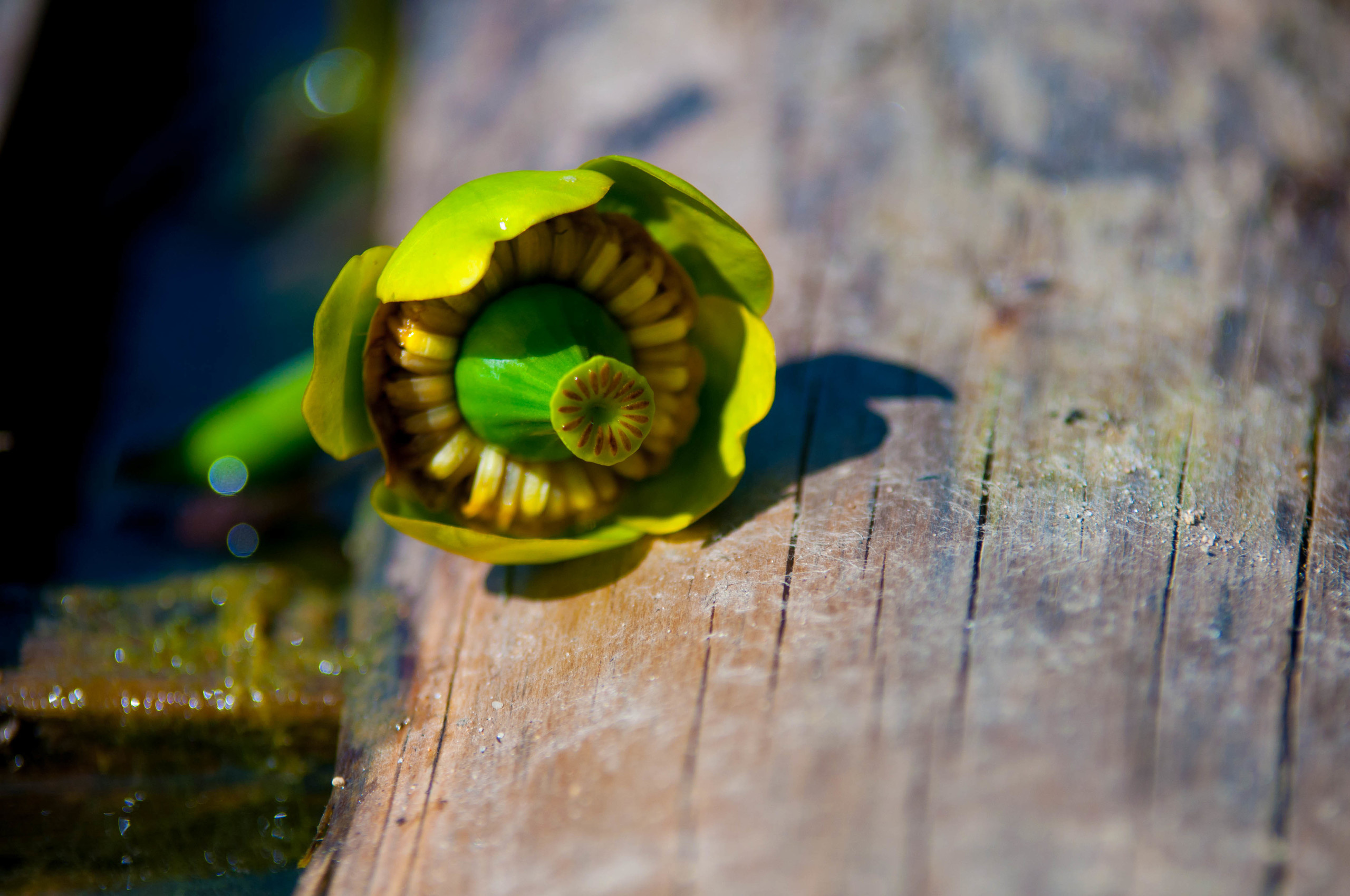 Природа. Фотограф в Санкт-Петербурге