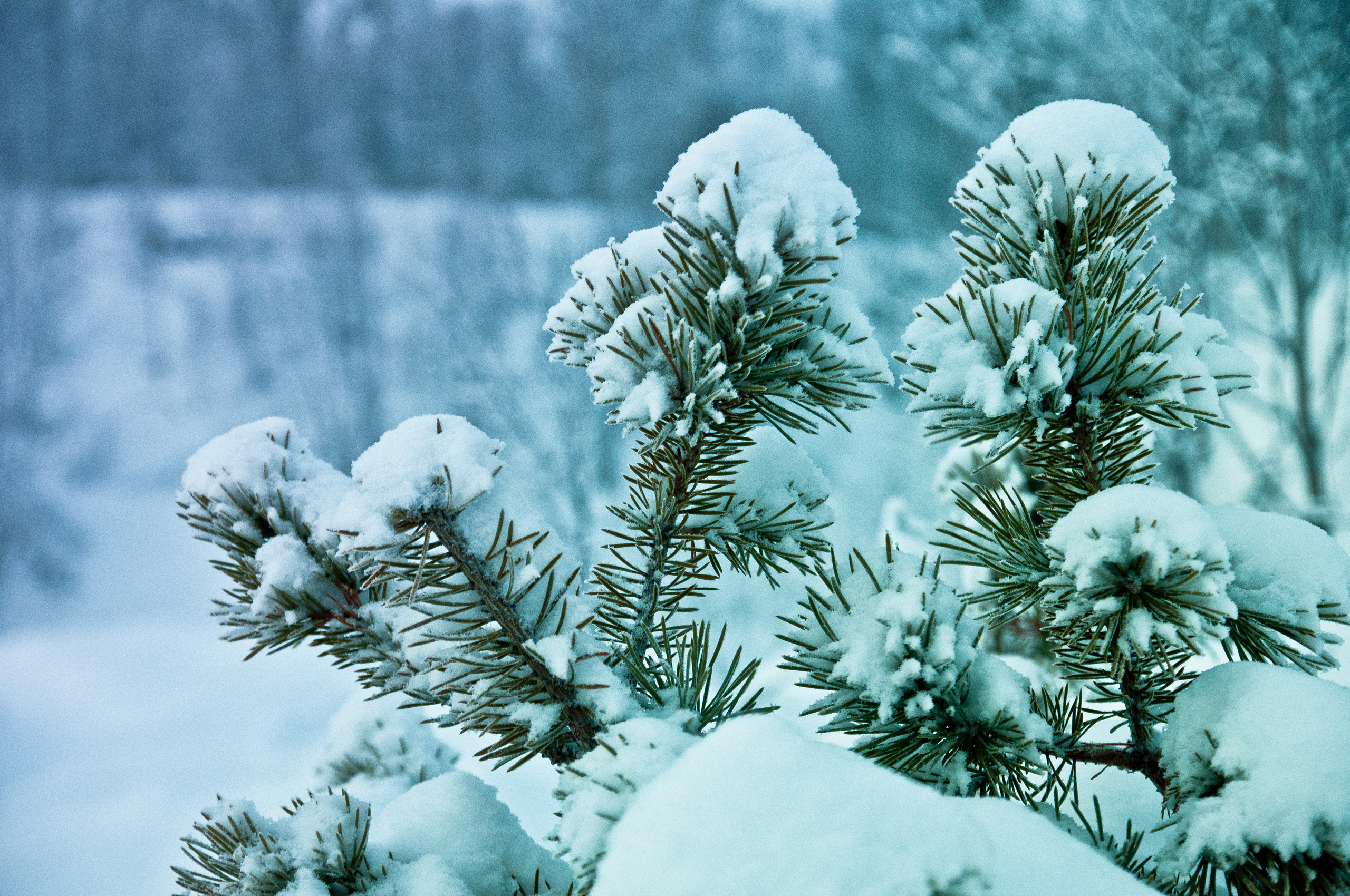Природа. Фотограф в Санкт-Петербурге
