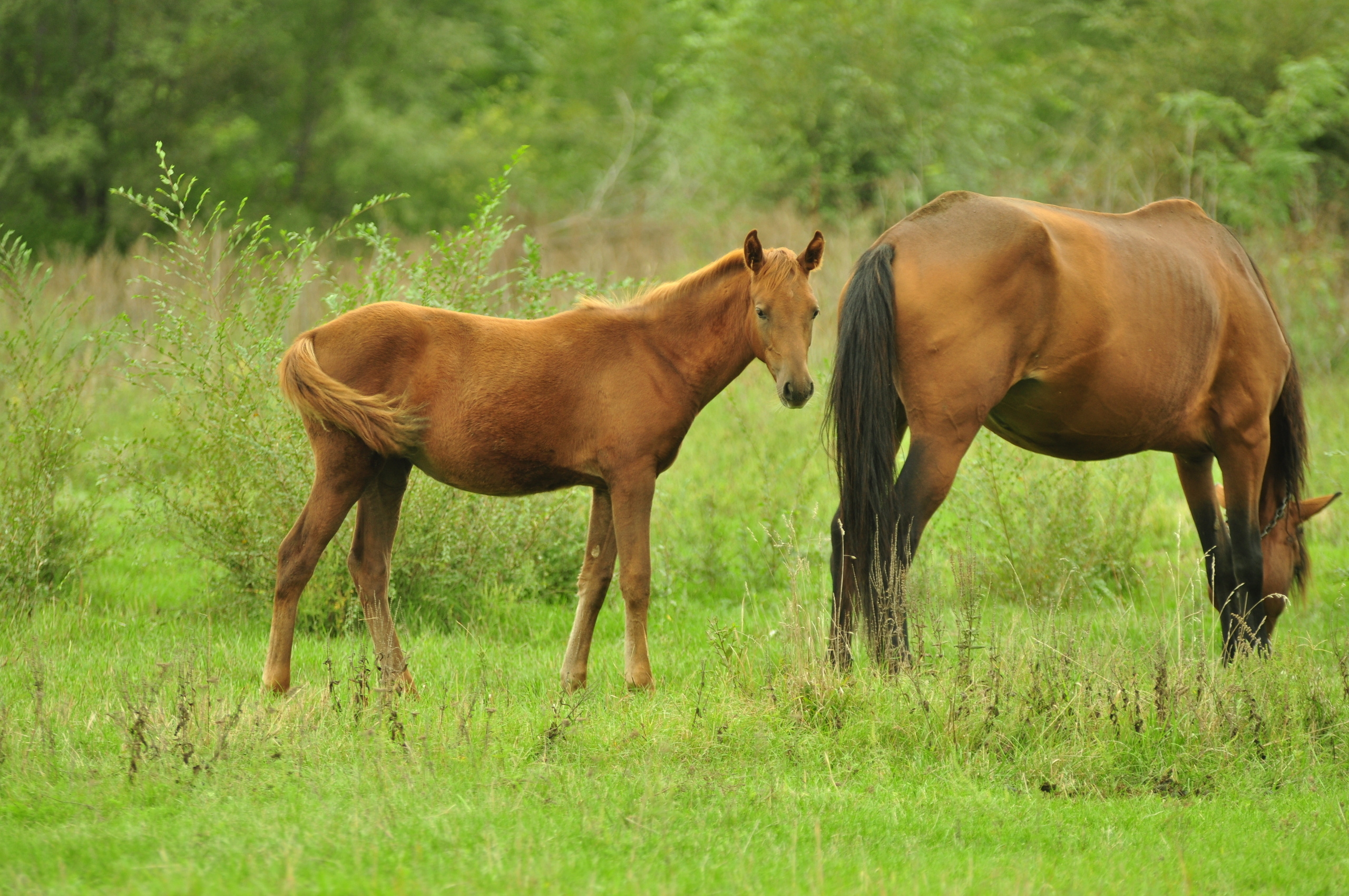 Природа. Фотограф в Санкт-Петербурге
