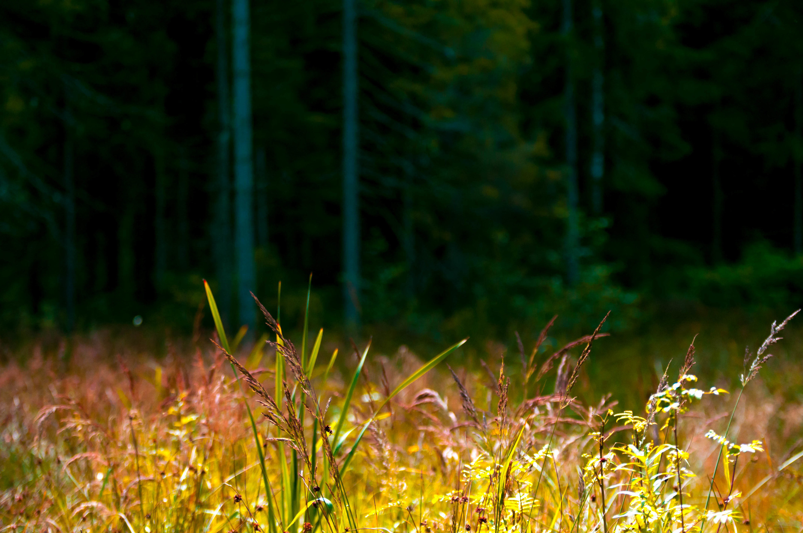 Природа. Фотограф в Санкт-Петербурге