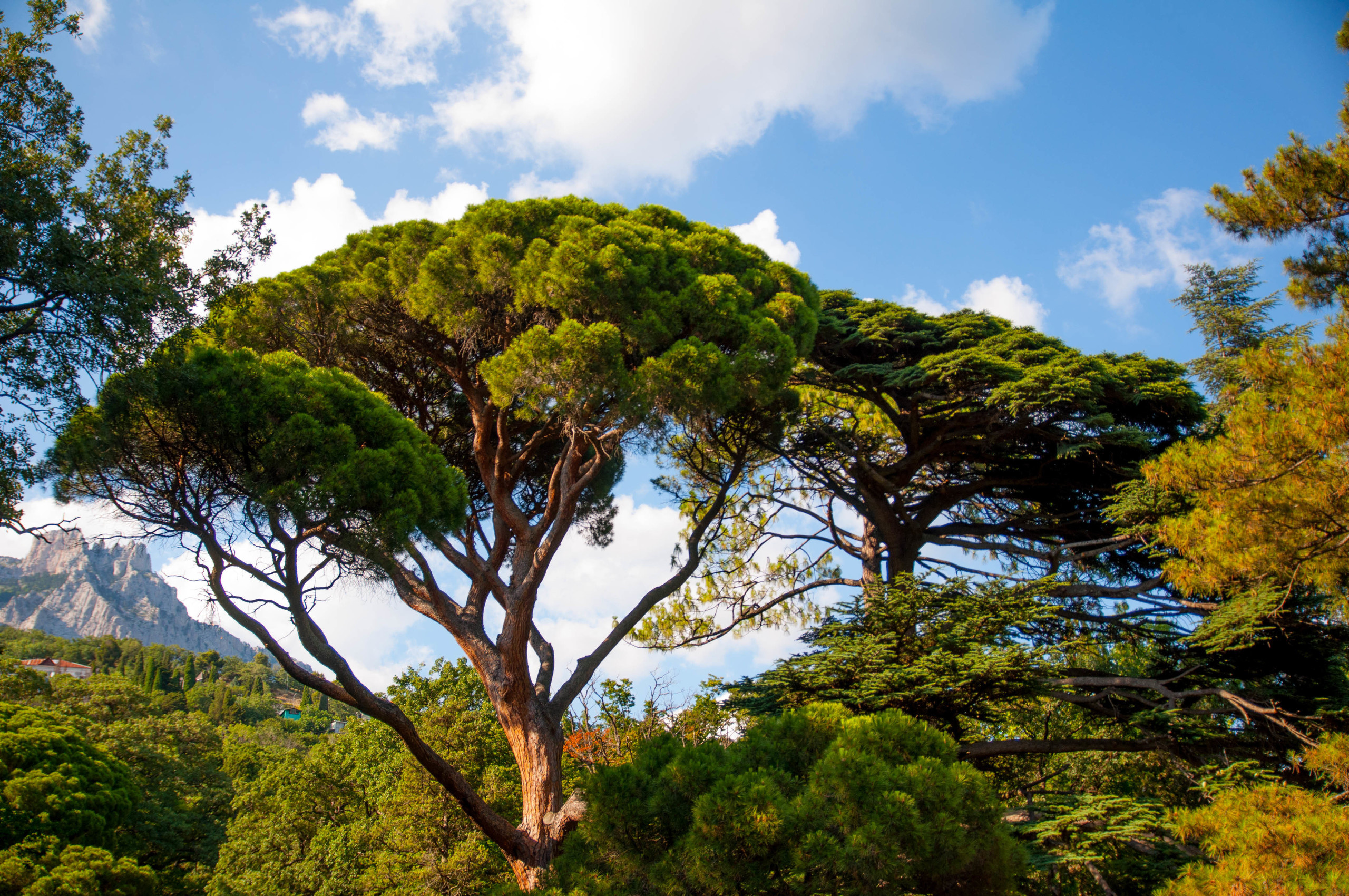 Природа. Фотограф в Санкт-Петербурге