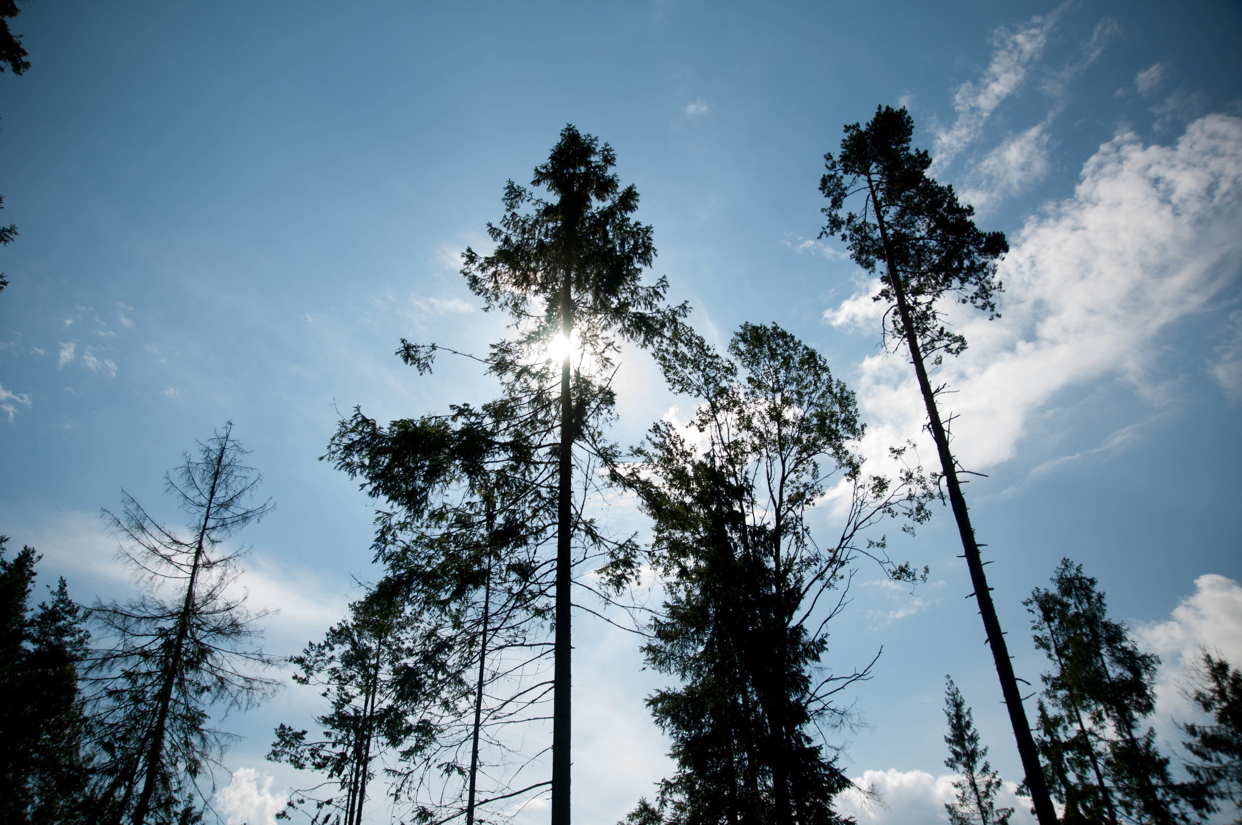 Природа. Фотограф в Санкт-Петербурге