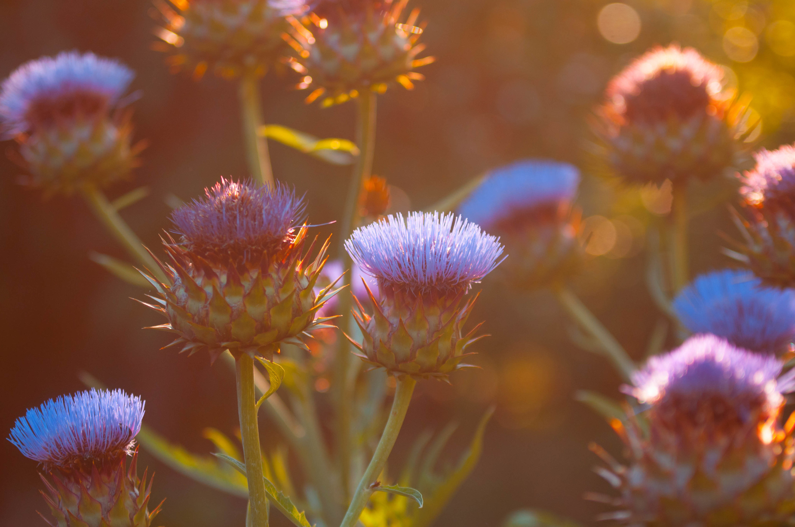 Природа. Фотограф в Санкт-Петербурге