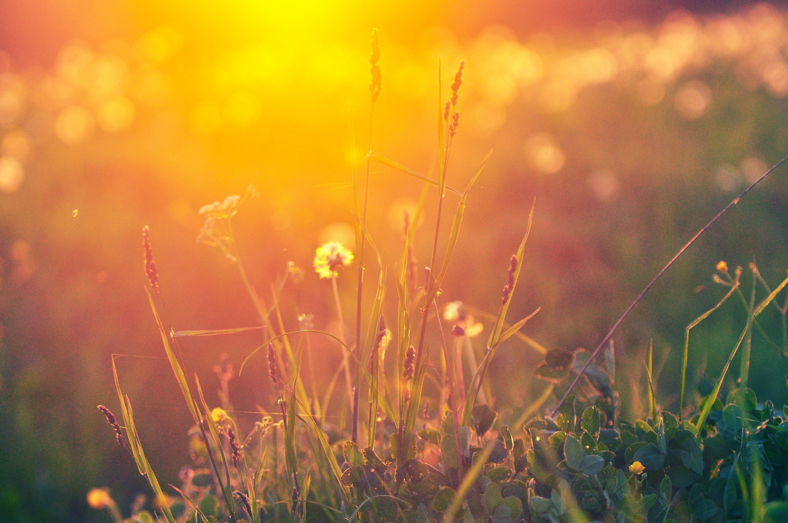 Природа. Фотограф в Санкт-Петербурге