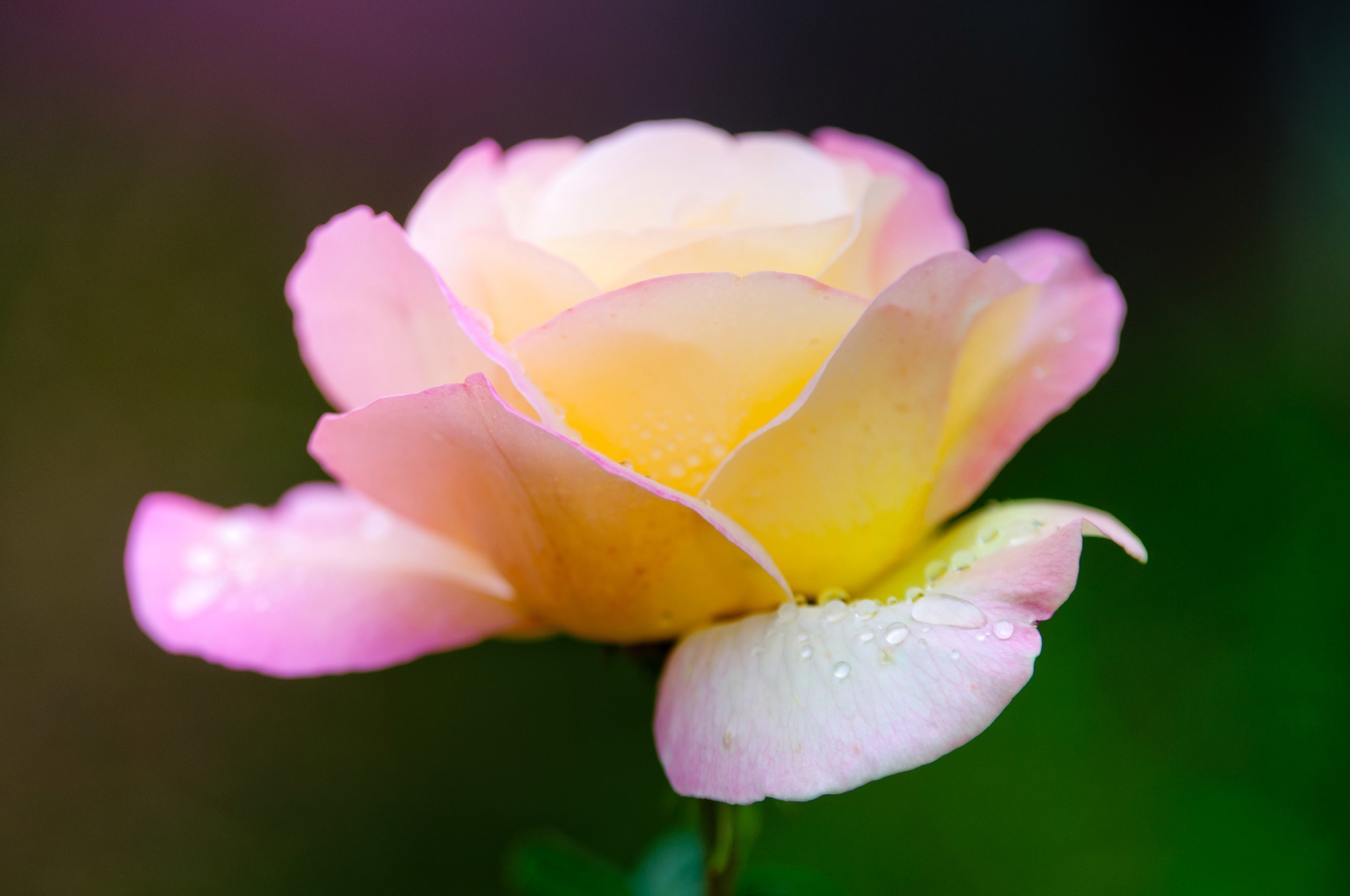 Природа. Фотограф в Санкт-Петербурге