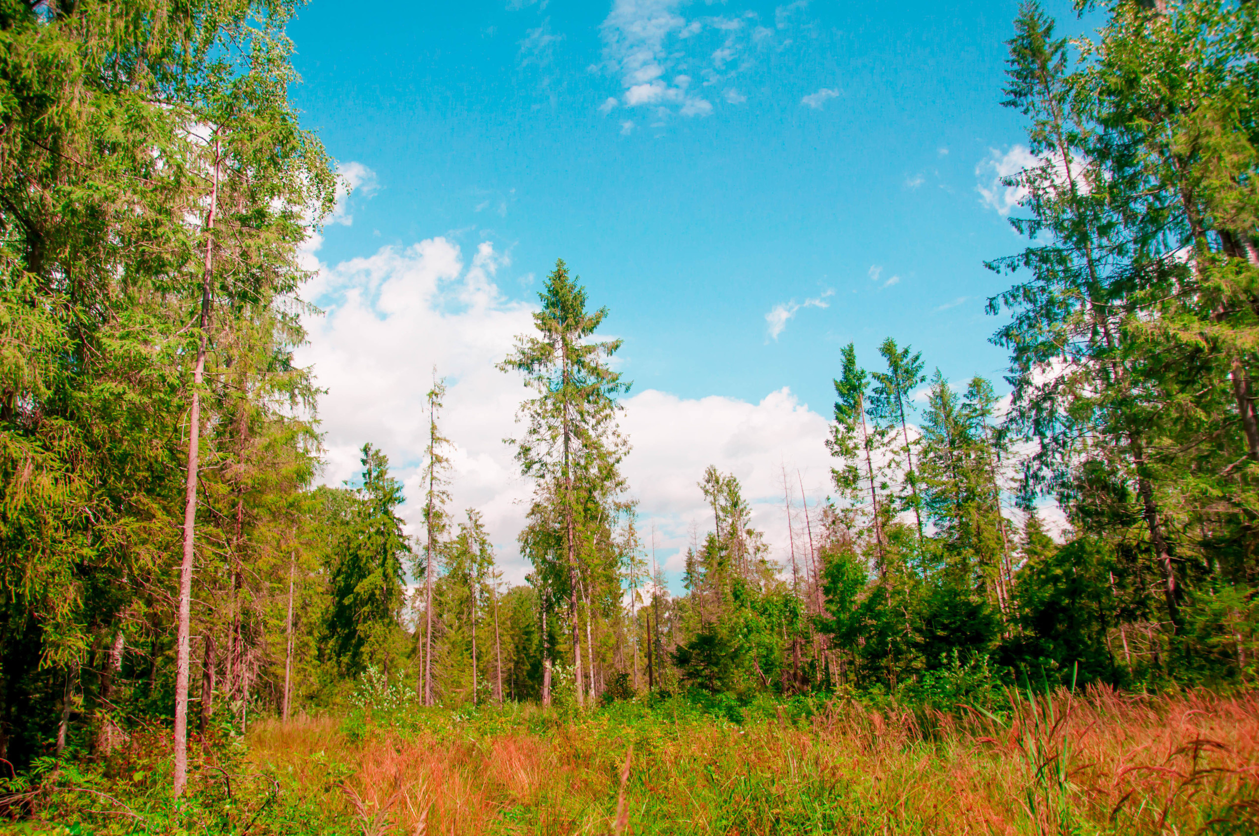 Природа. Фотограф в Санкт-Петербурге