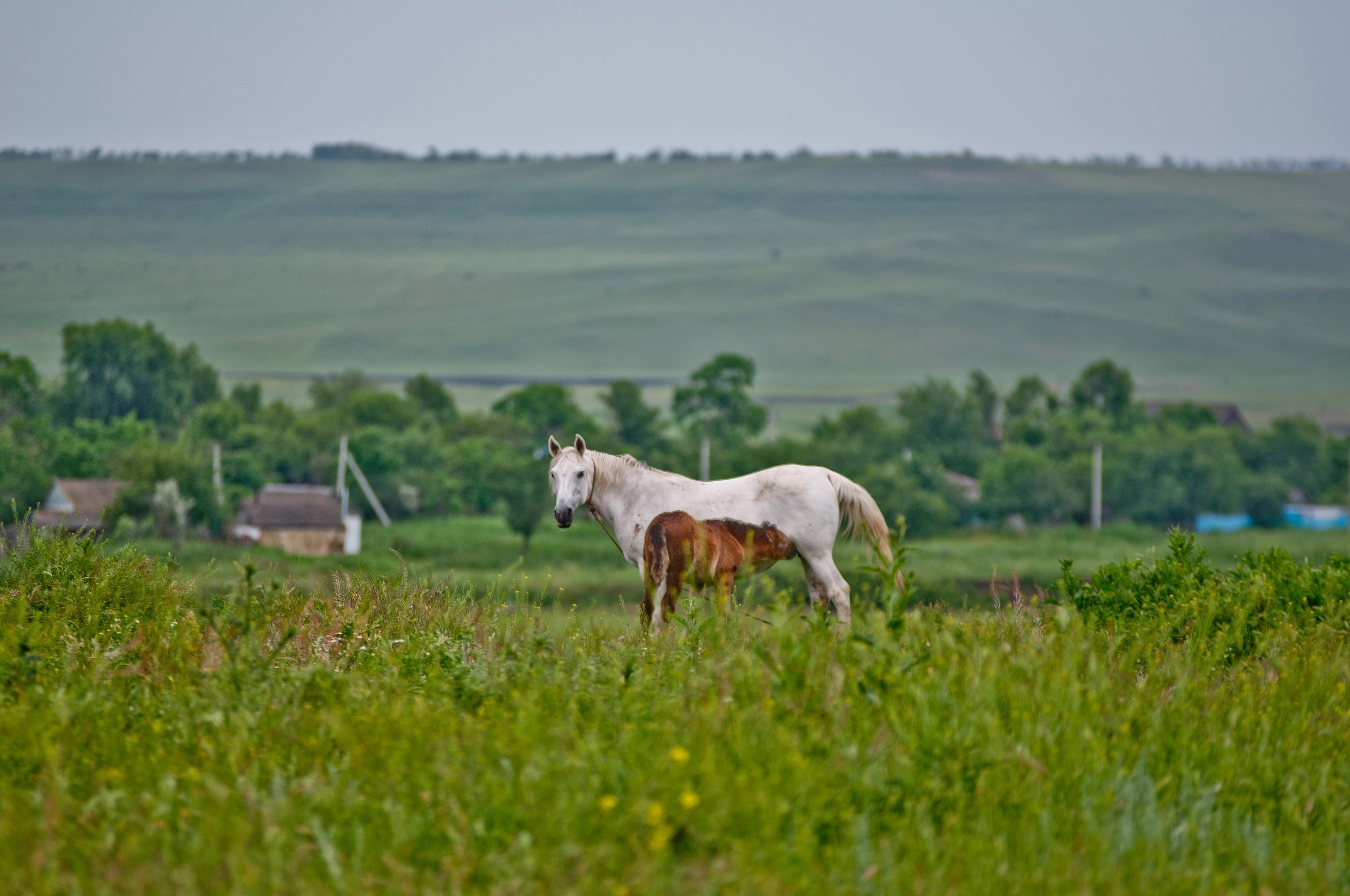 Природа. Фотограф в Санкт-Петербурге