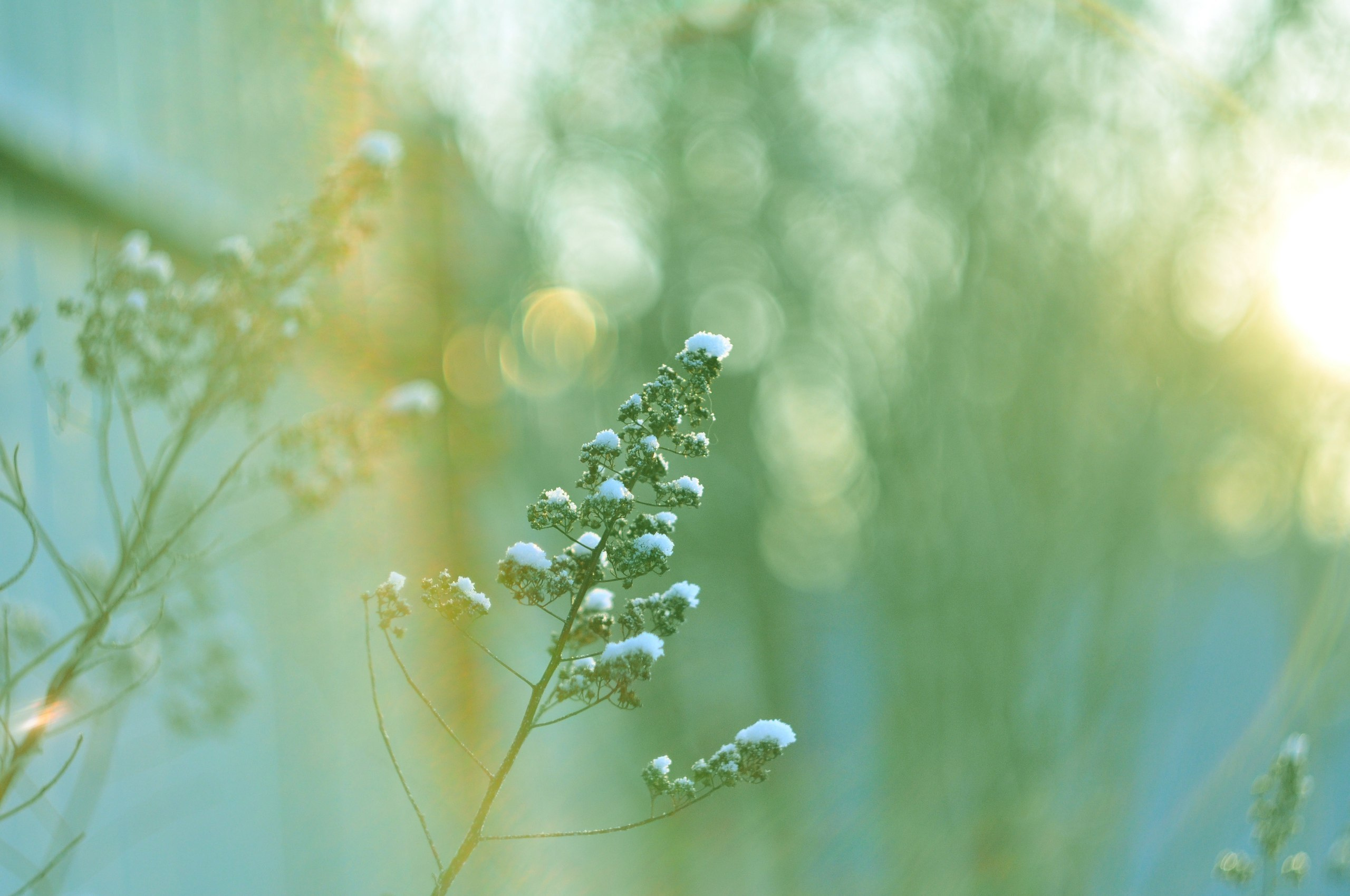 Природа. Фотограф в Санкт-Петербурге