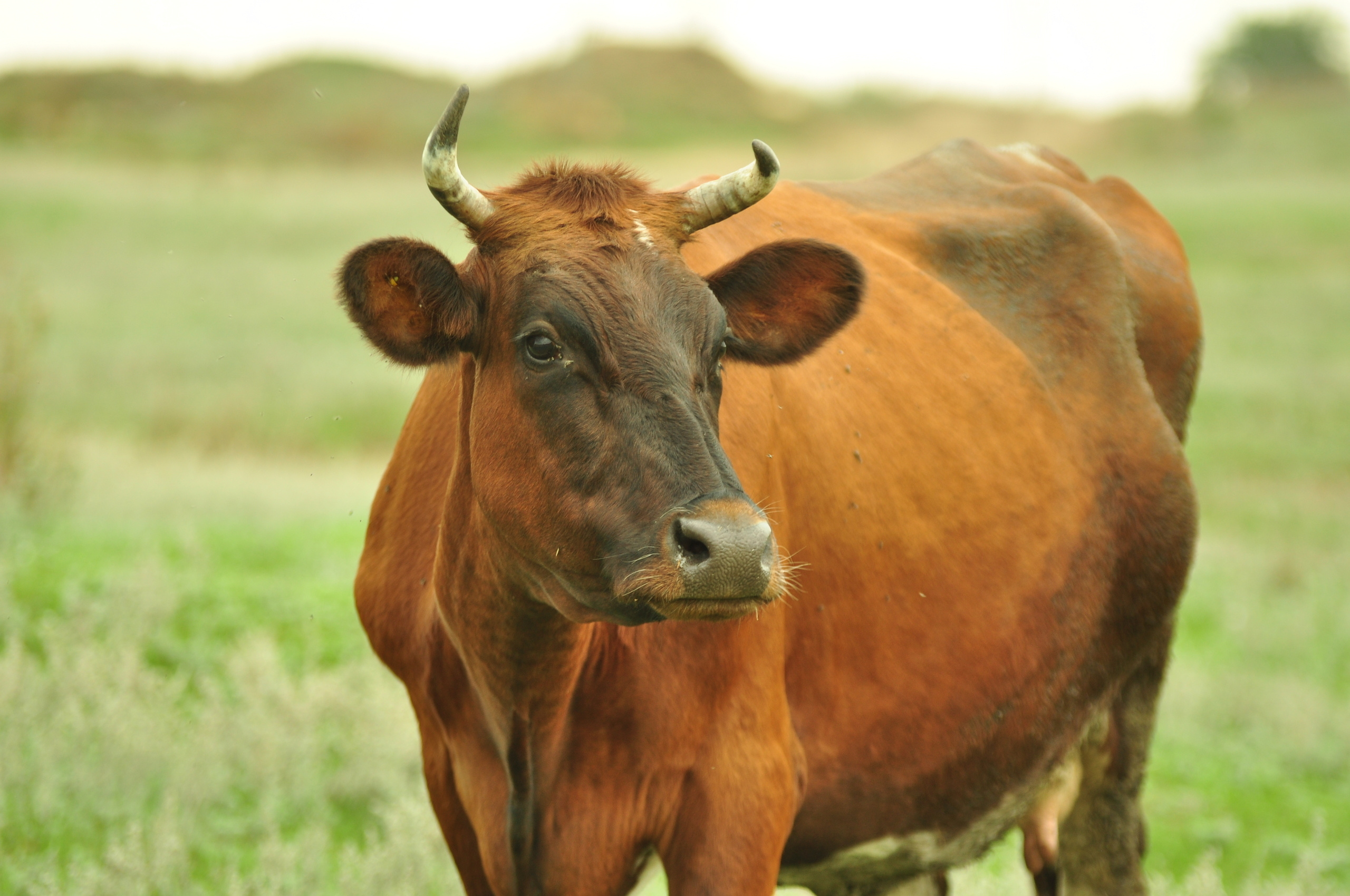 Природа. Фотограф в Санкт-Петербурге