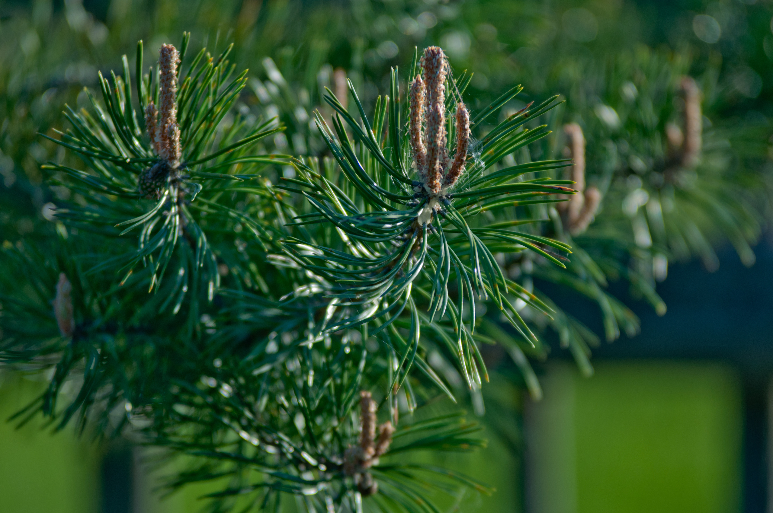 Природа. Фотограф в Санкт-Петербурге