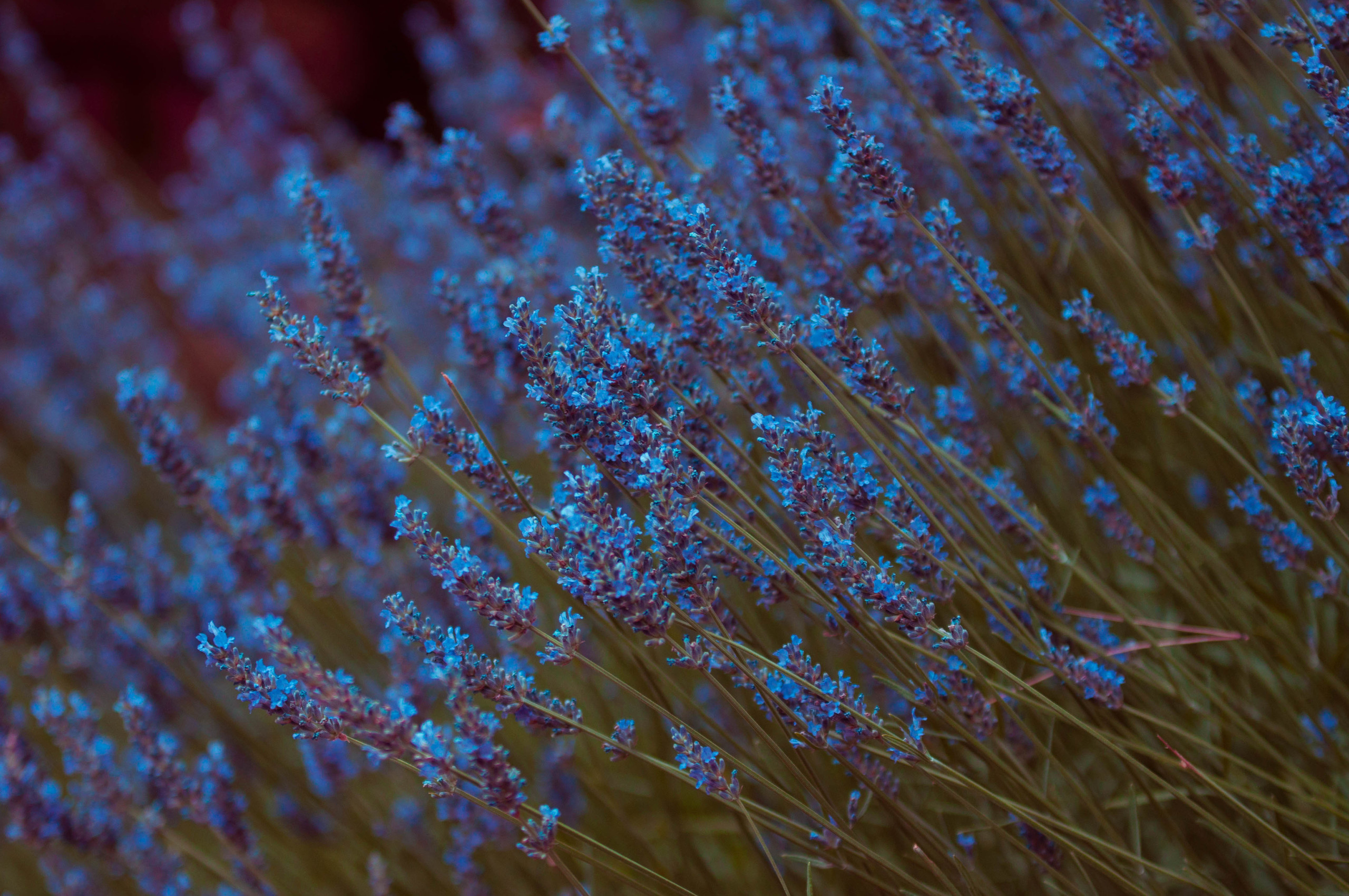 Природа. Фотограф в Санкт-Петербурге