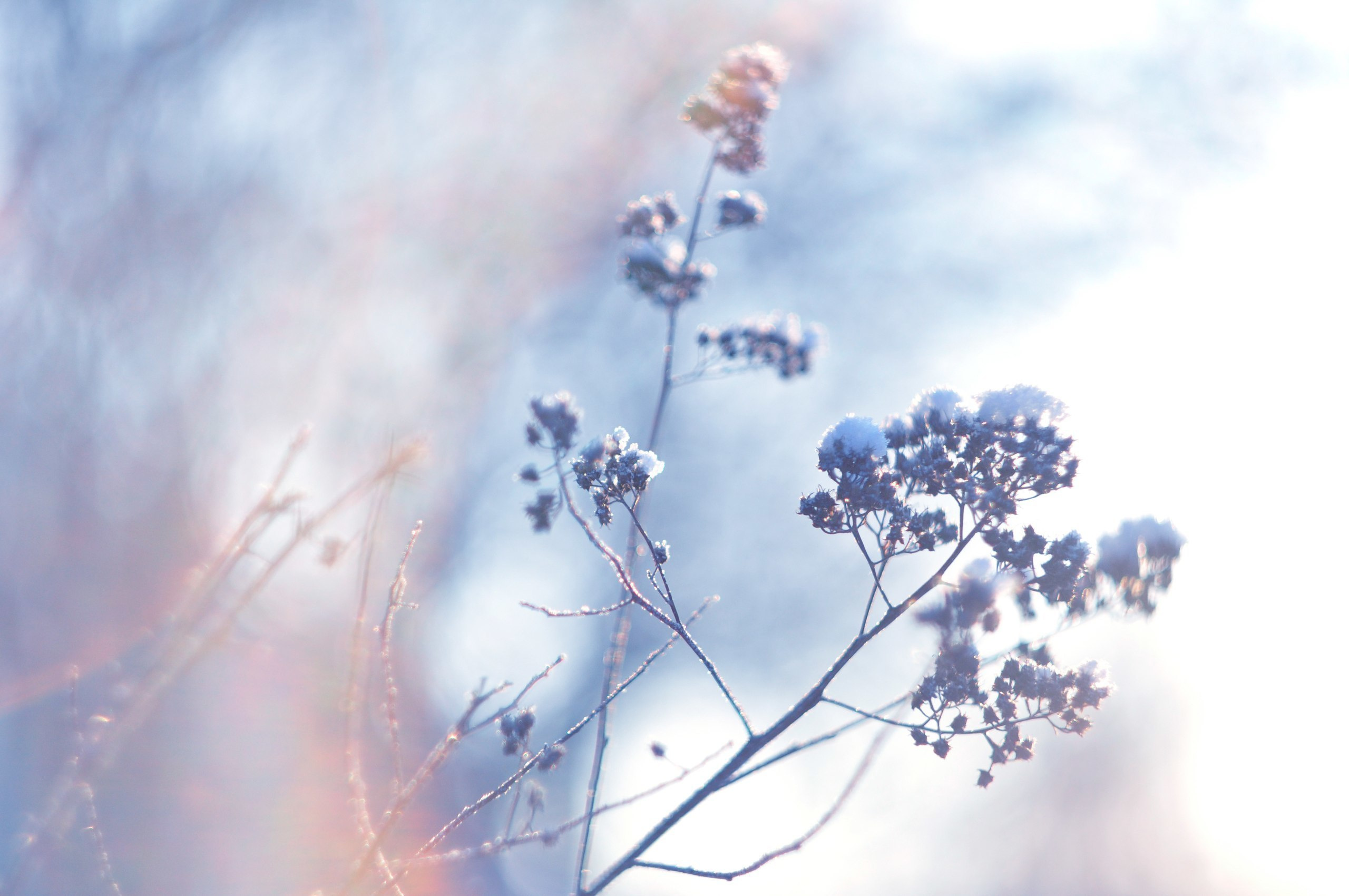 Природа. Фотограф в Санкт-Петербурге