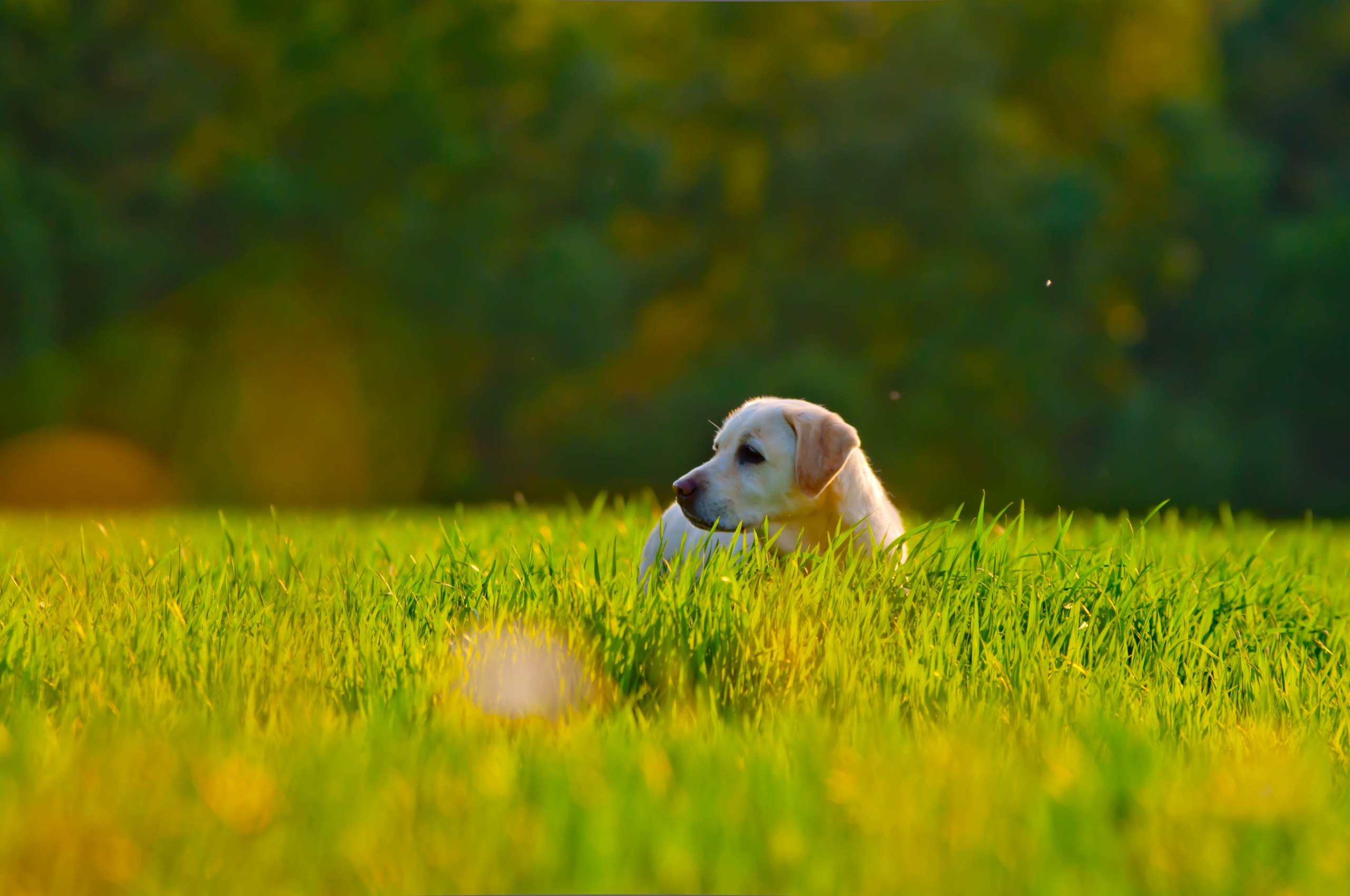 Природа. Фотограф в Санкт-Петербурге