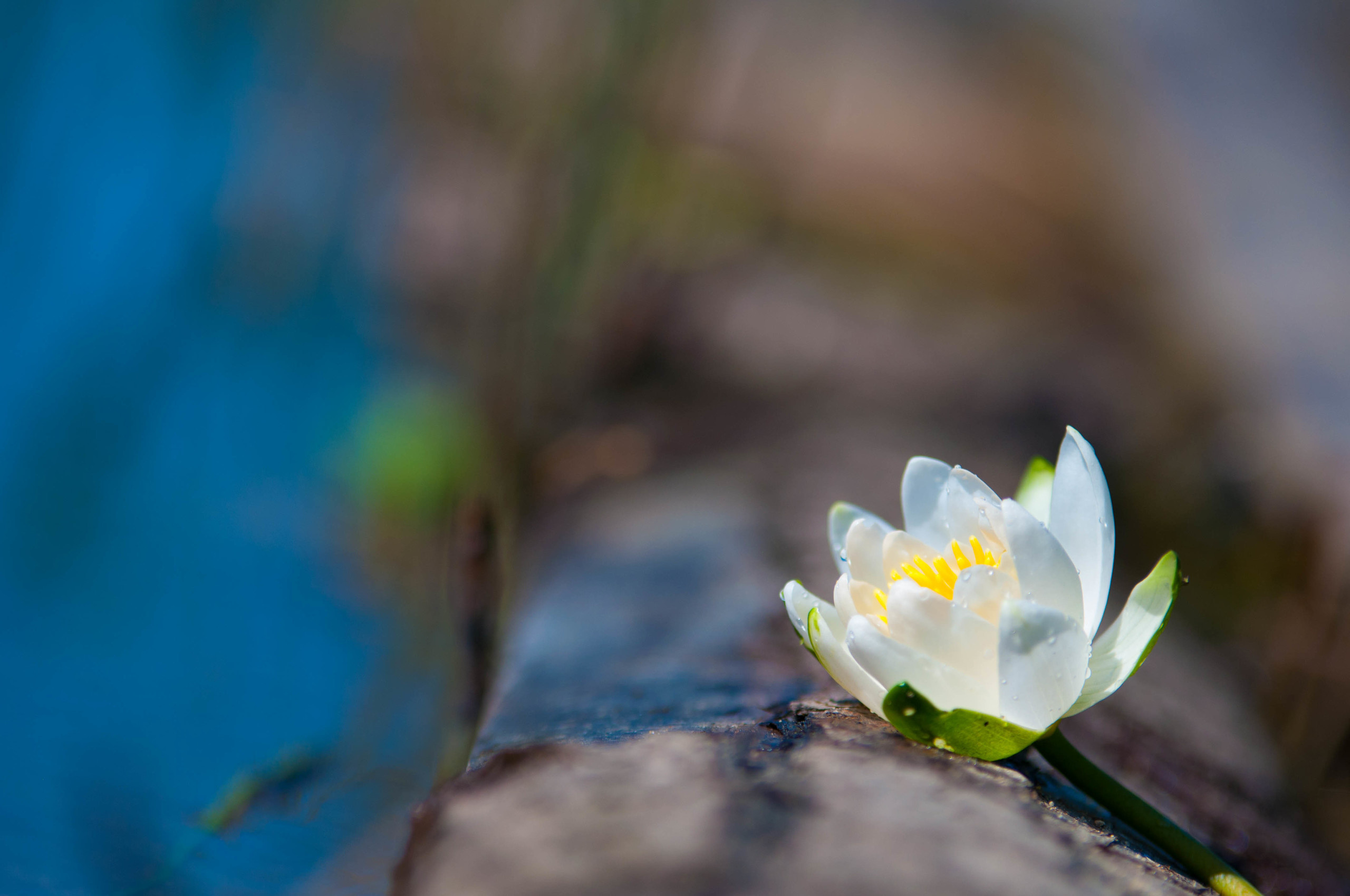 Природа. Фотограф в Санкт-Петербурге