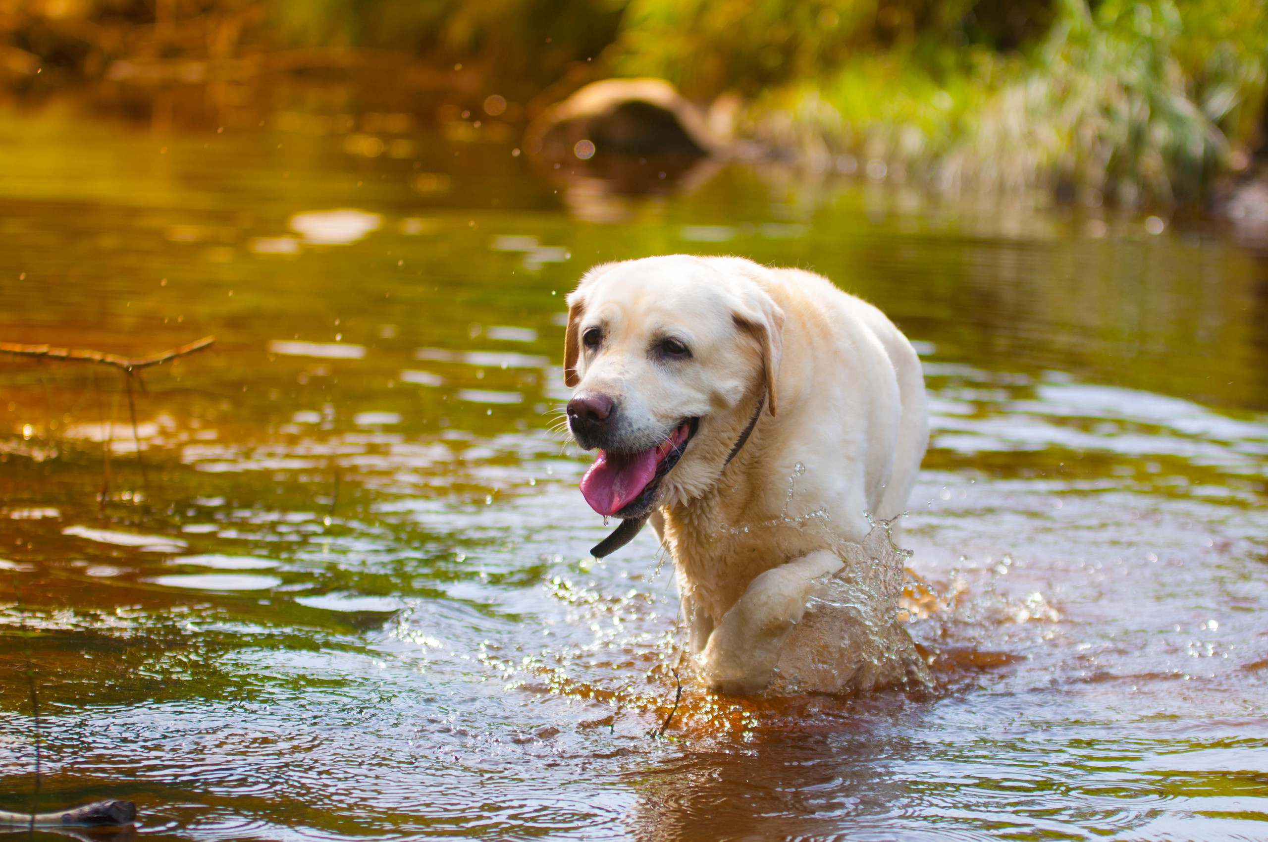 Природа. Фотограф в Санкт-Петербурге