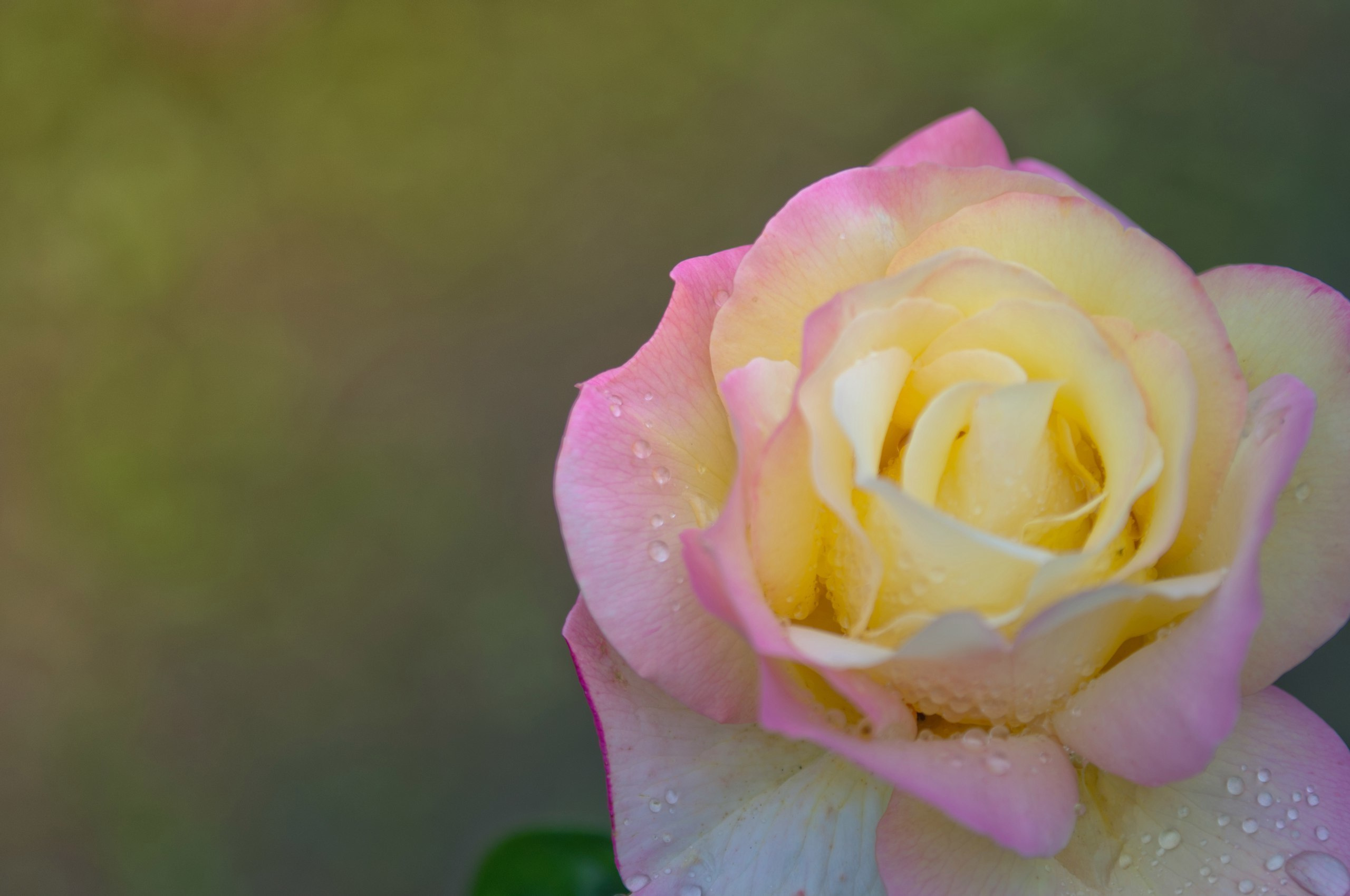 Природа. Фотограф в Санкт-Петербурге