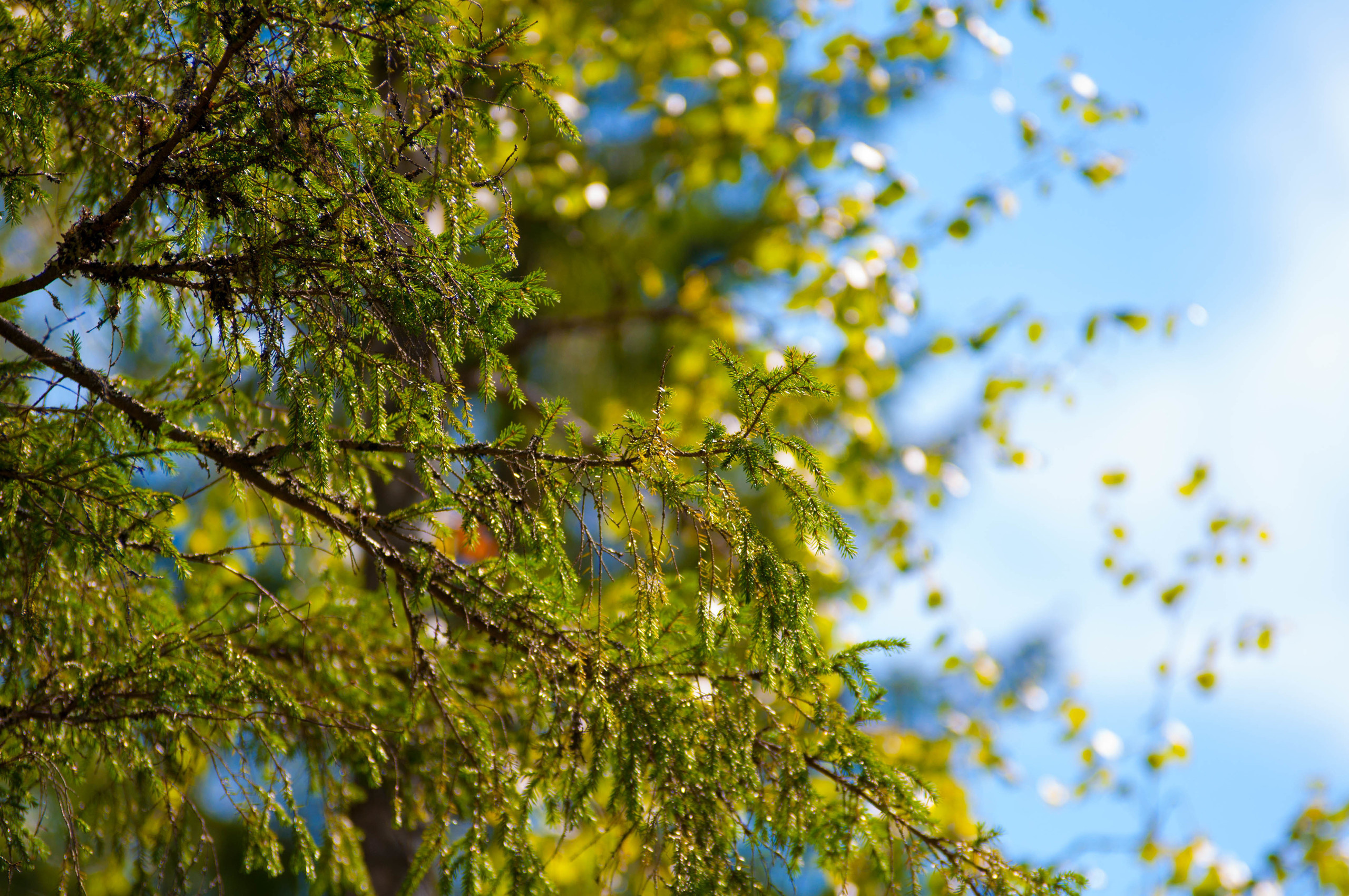 Природа. Фотограф в Санкт-Петербурге