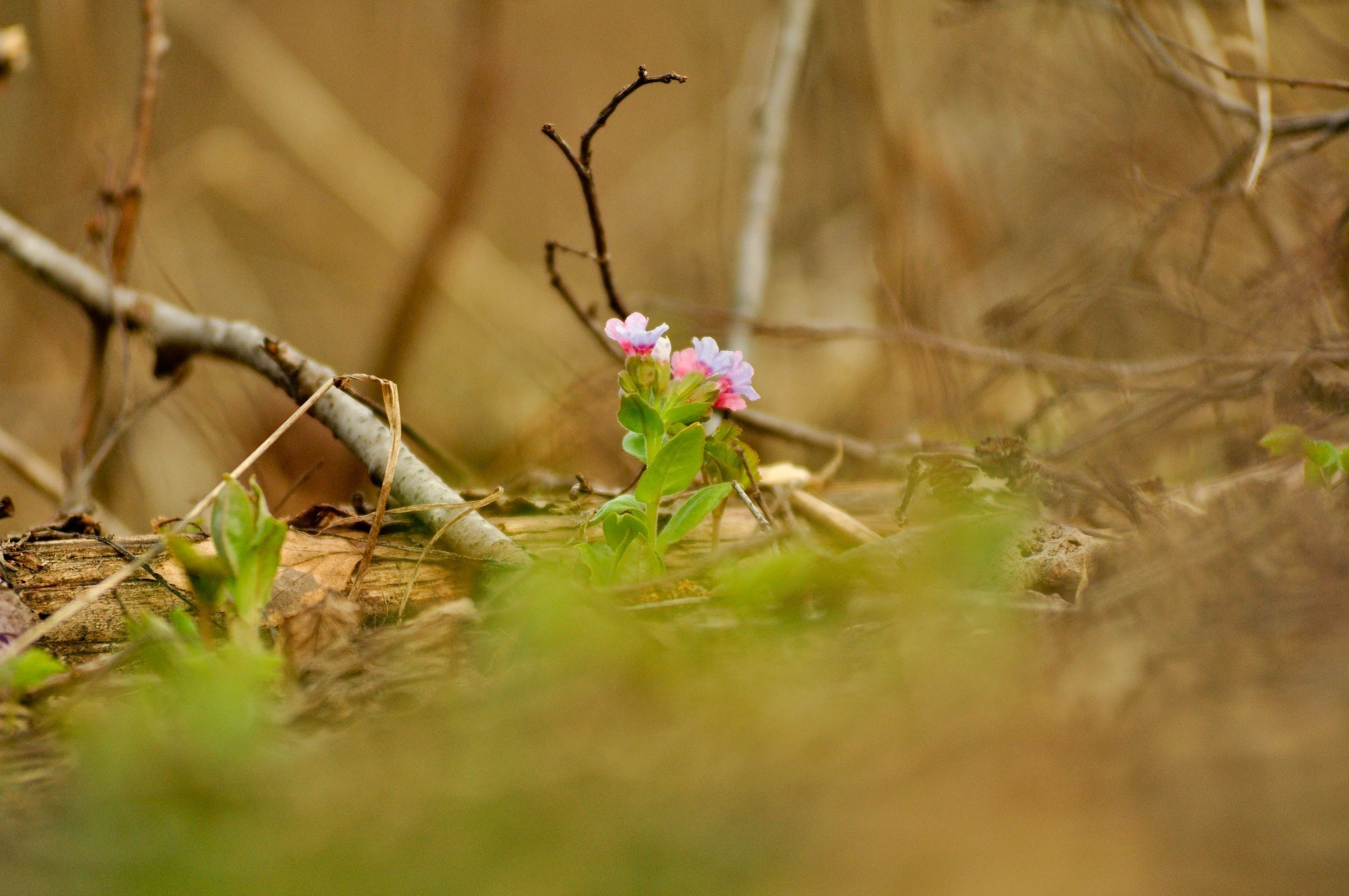 Природа. Фотограф в Санкт-Петербурге